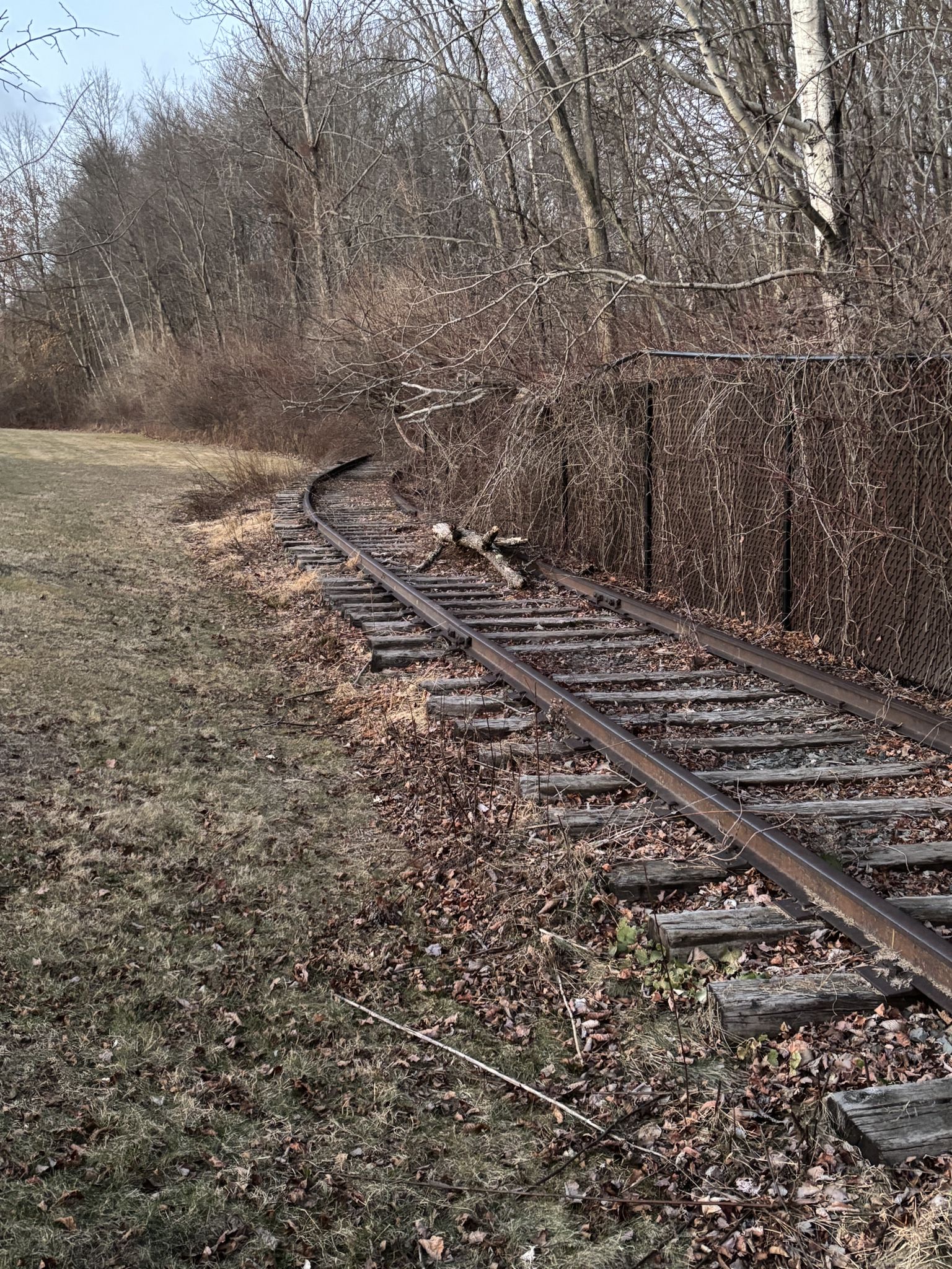 Disused railroad tracks curving into a bare wooded area with dry grass and leaves. - Milton Train Depot loop from Milldale