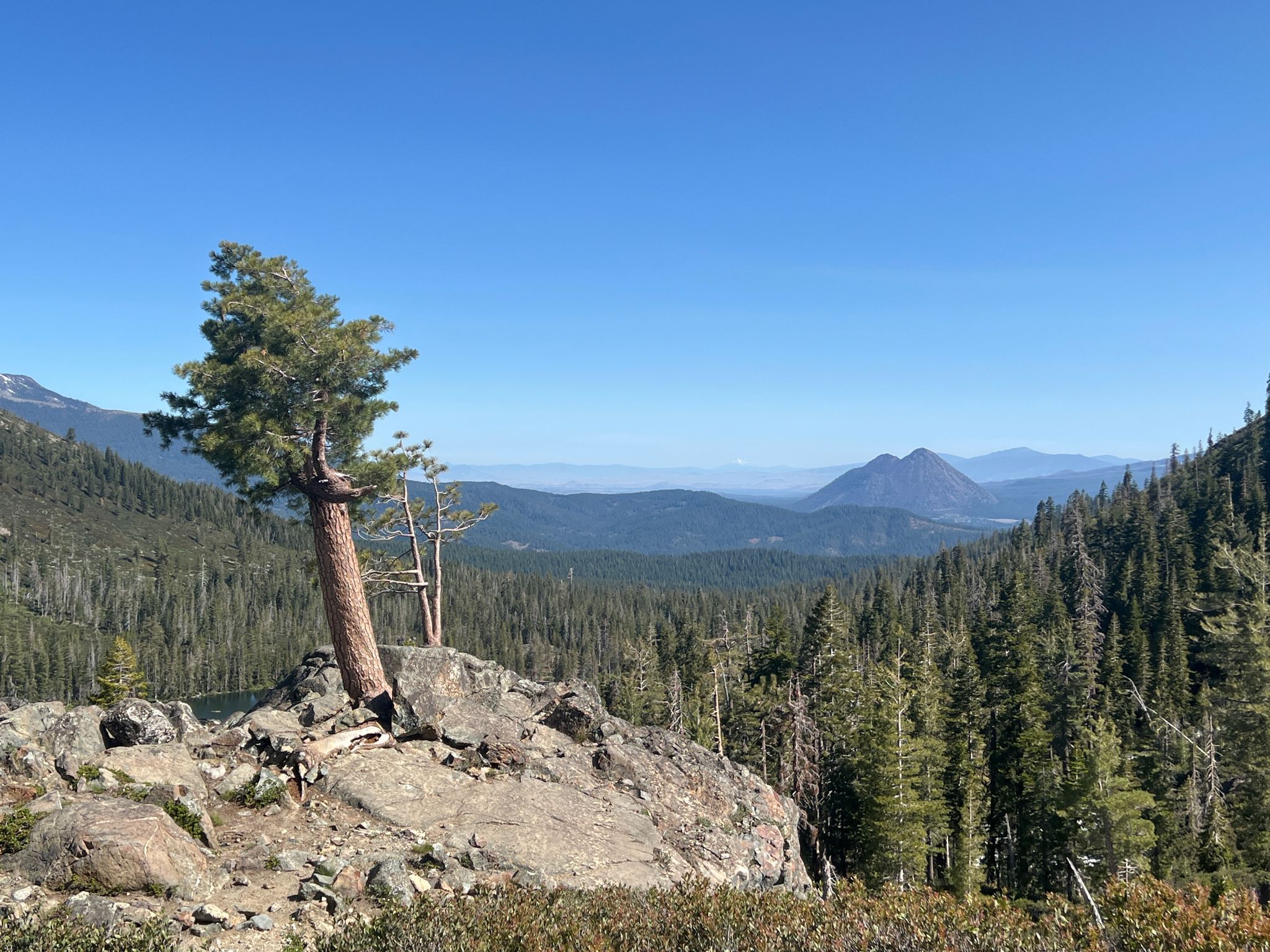 Lone pine tree on a rocky outcrop overlooking a vast forested valley under a clear sky. - Castle Lake Trail #4W02