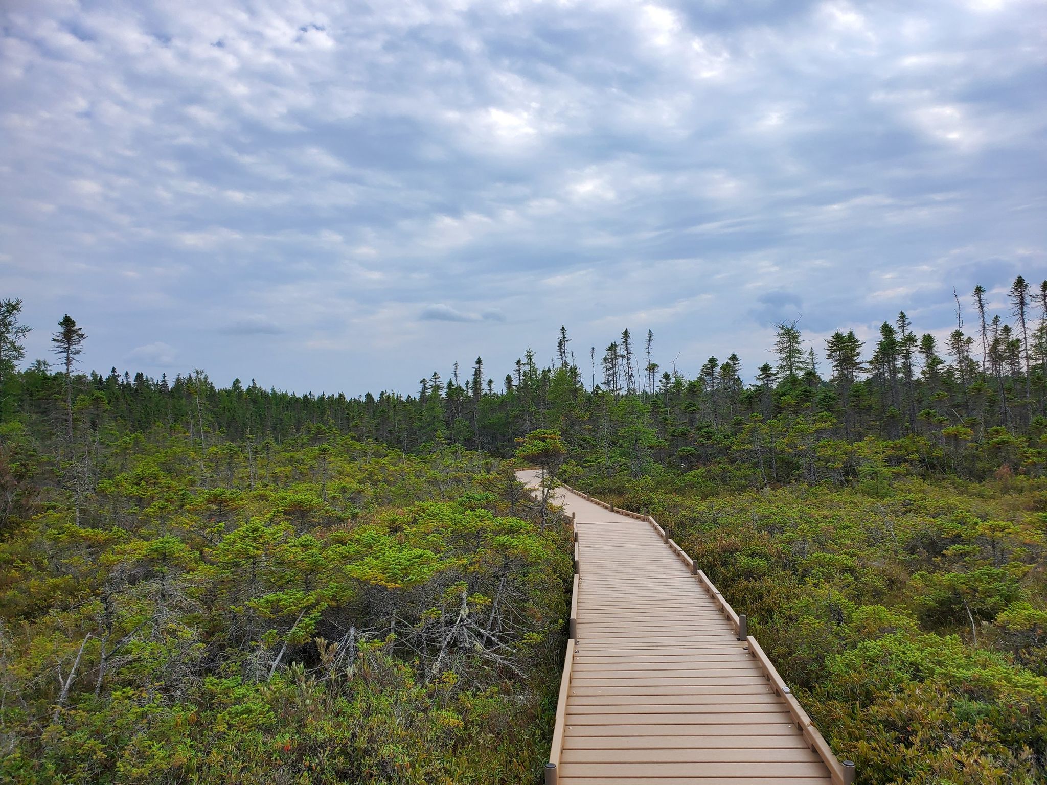 Wooden boardwalk winding through a green marshy landscape under a cloudy sky. - Orono Bog Boardwalk loop from Rolland F. Perry City Forest