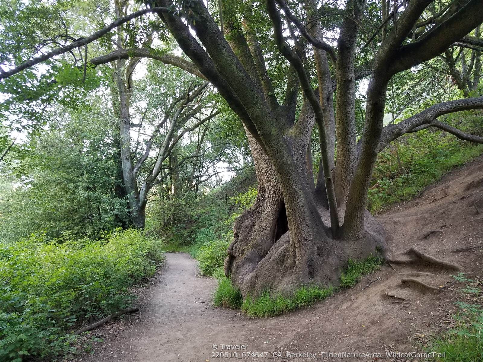 Dirt path winding through a lush forest past a large, gnarled tree. - Nimitz Way – Curran Trail loop from Kensington