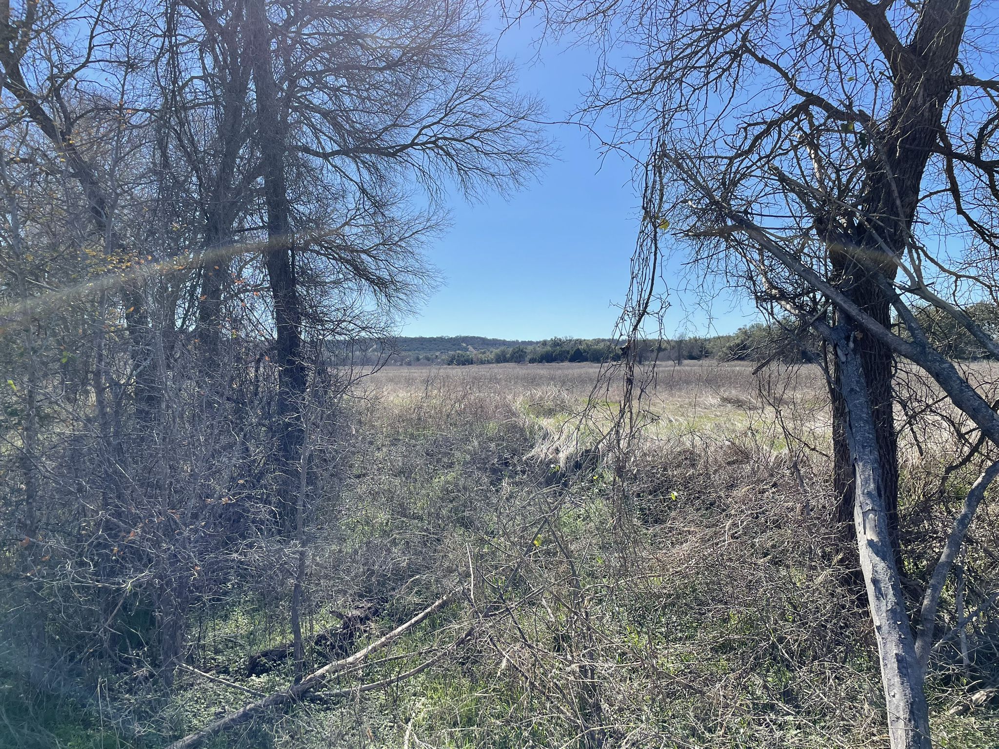 Open grassy field framed by bare trees, under a bright blue sky. - San Gabriel River Trail and Goodwater Loop