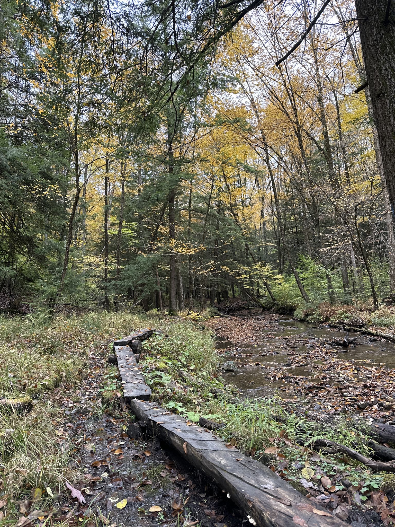 A wooden boardwalk crosses a stream in a vibrant autumn forest. - Morrison and Rimrock Trail Loop