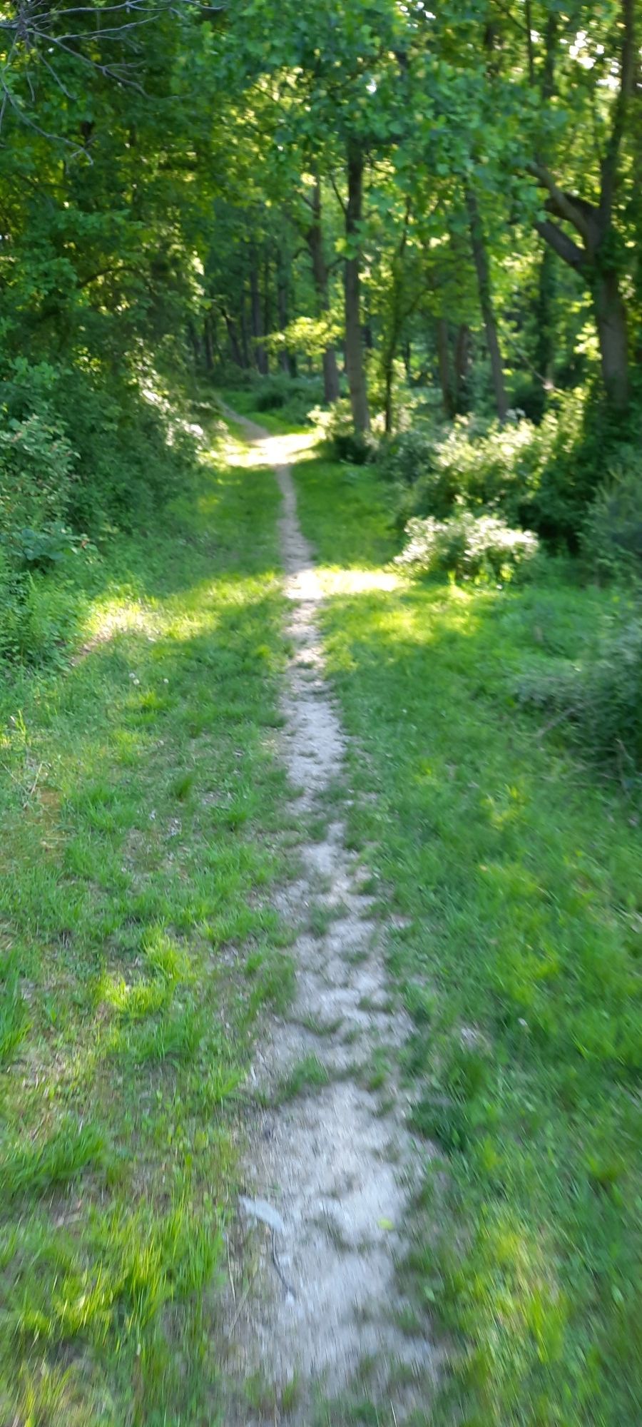 A narrow grassy path leads into a sun-dappled green forest. - Lake Williams Loop