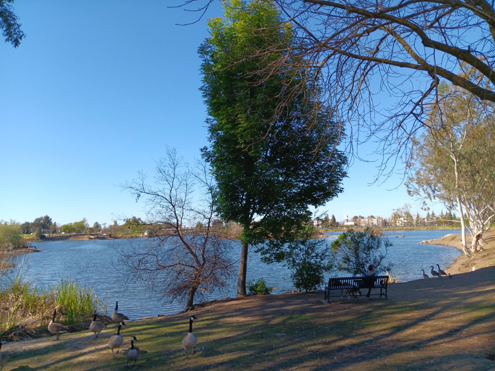 Lake with geese, a person on a bench, and trees under a bright sky. - Almaden Lake Trail – Pfeiffer Park loop from Mockingbird Hill Entrance