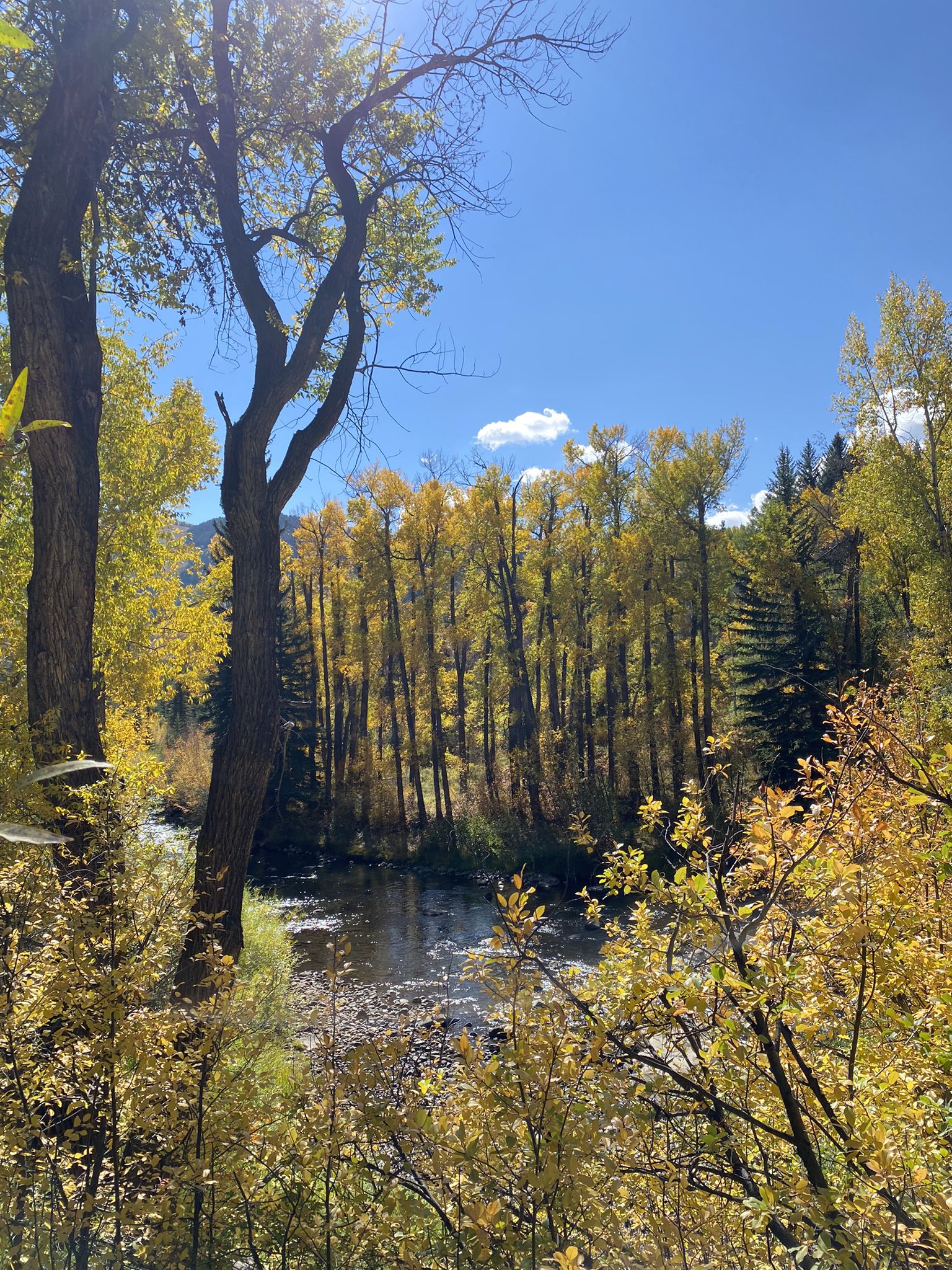 A sunlit river flows past tall trees with bright yellow autumn foliage. - Rio Grande Trail – Sunnyside Trail Trailhead loop from Aspen