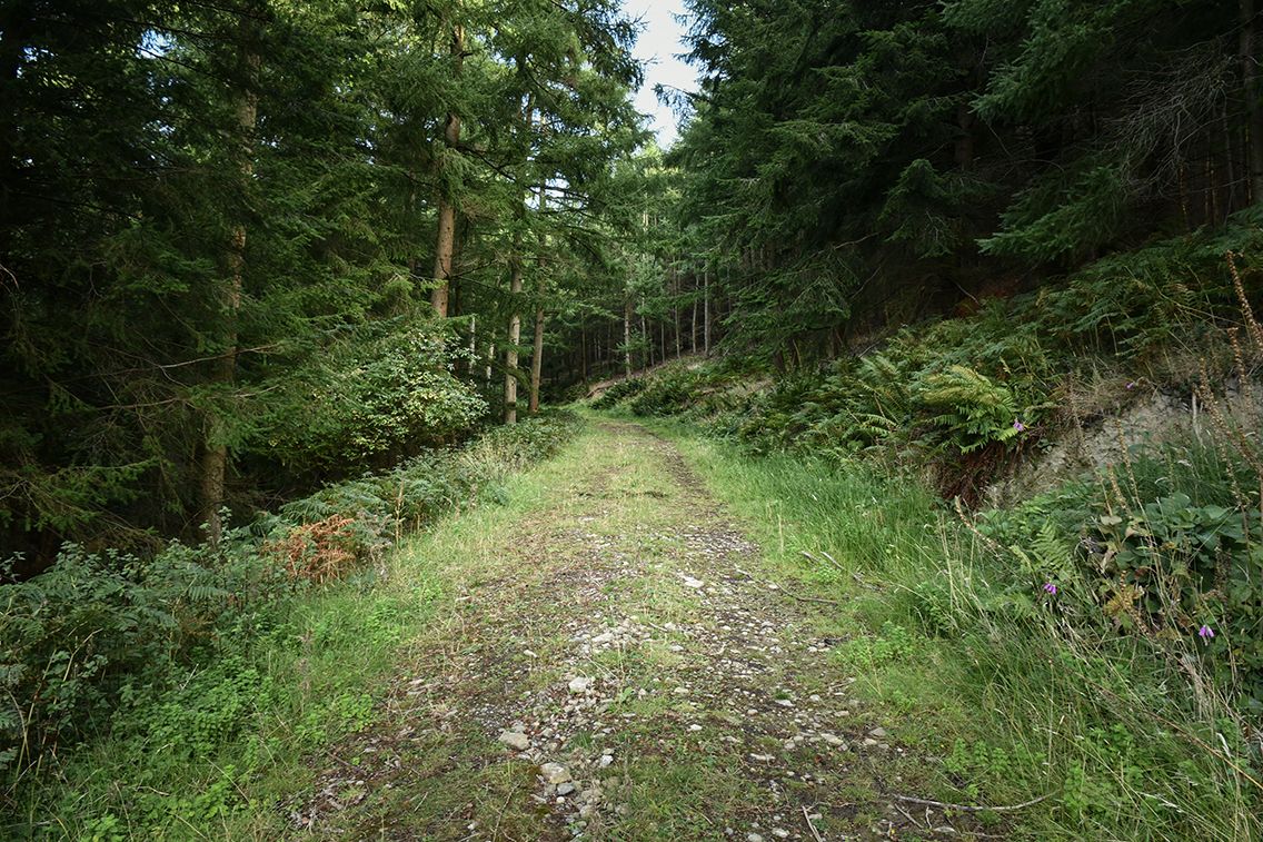Into the forest