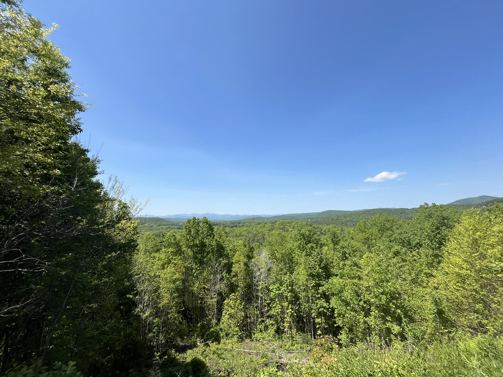 Expansive green forest under a bright blue sky with distant mountains. - Bridal Veil, Lake Julia and Airstrip Loop