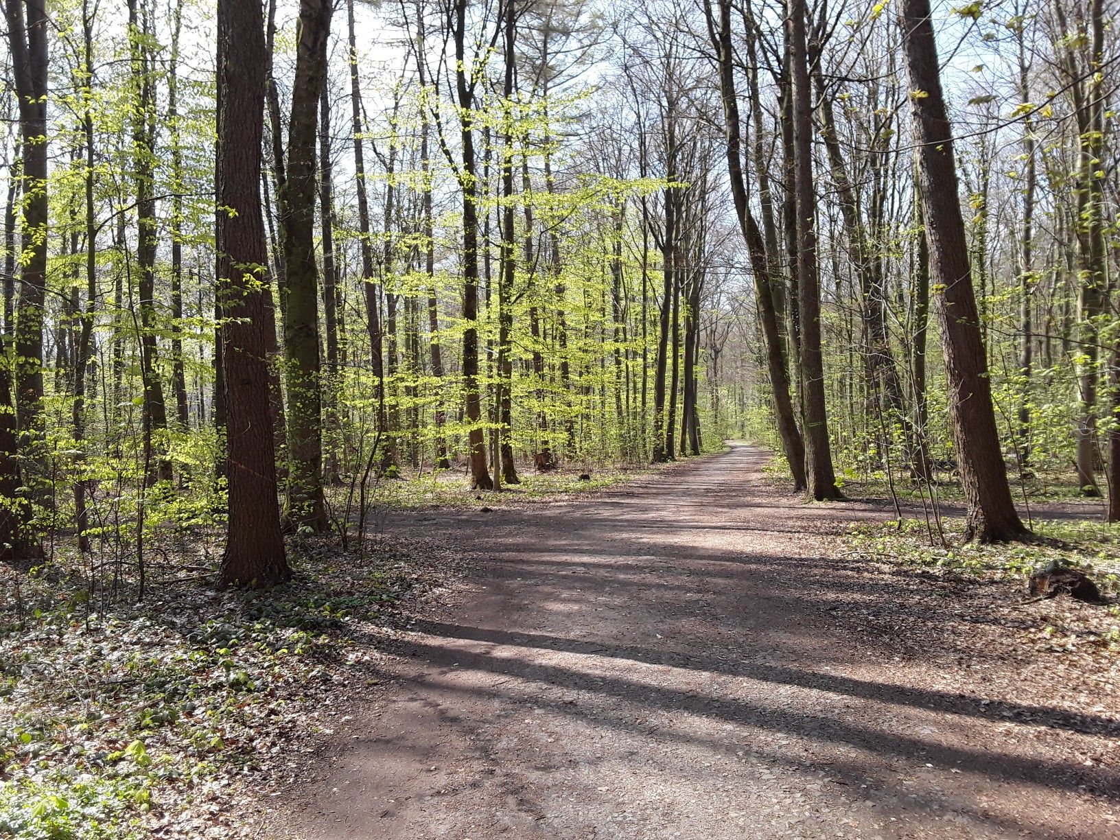 im Schwerter Wald