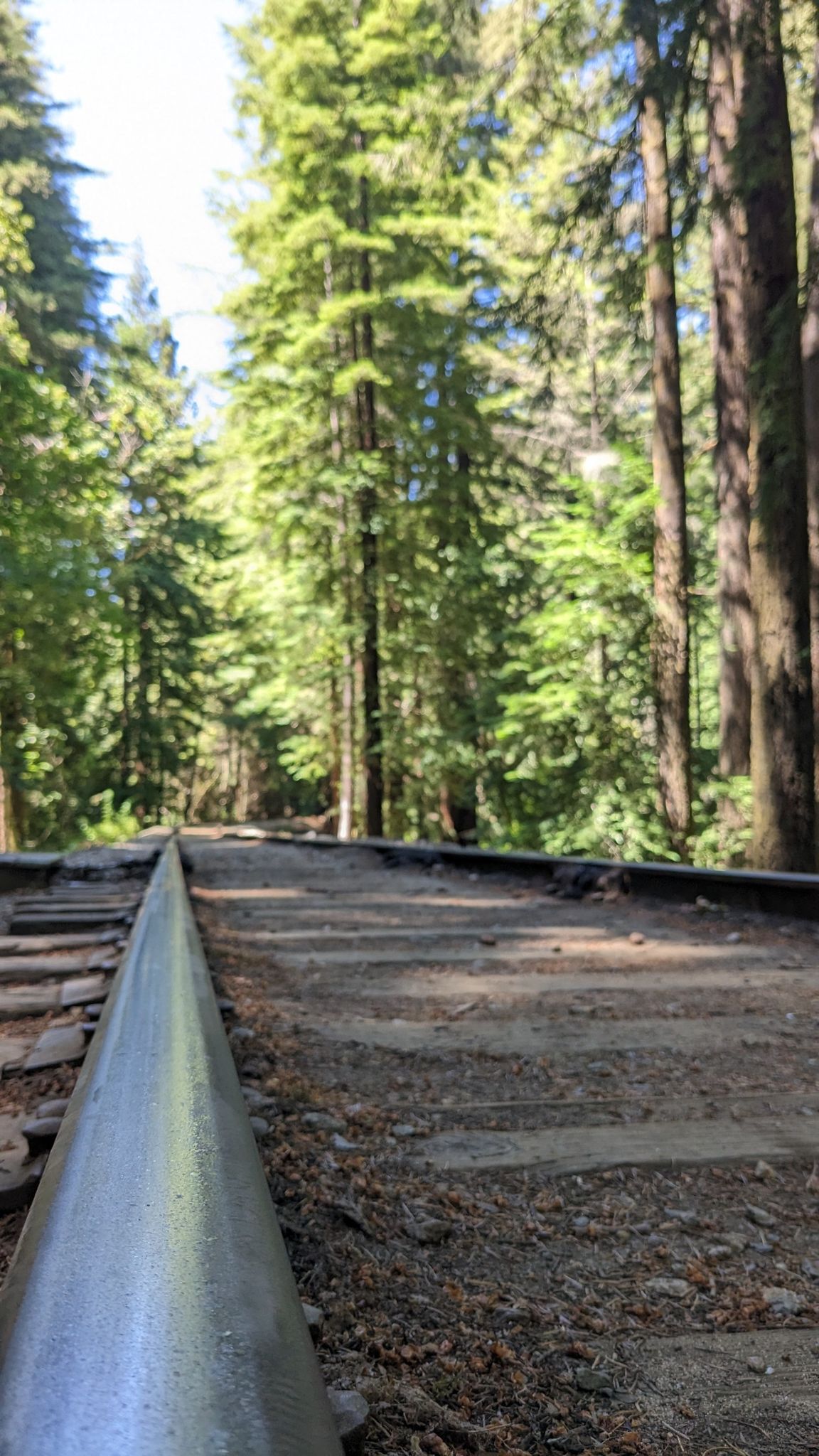 Close-up of old railroad tracks stretching through a sunny, tall forest. - Ox Trail