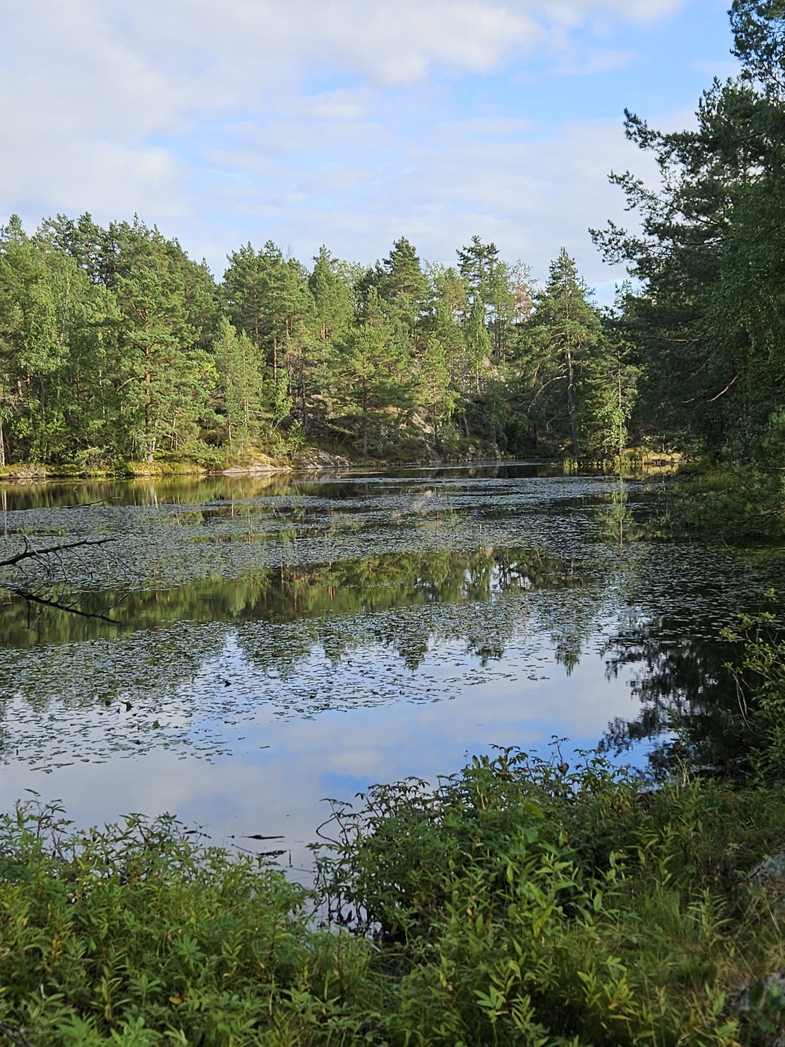 Buksedammen