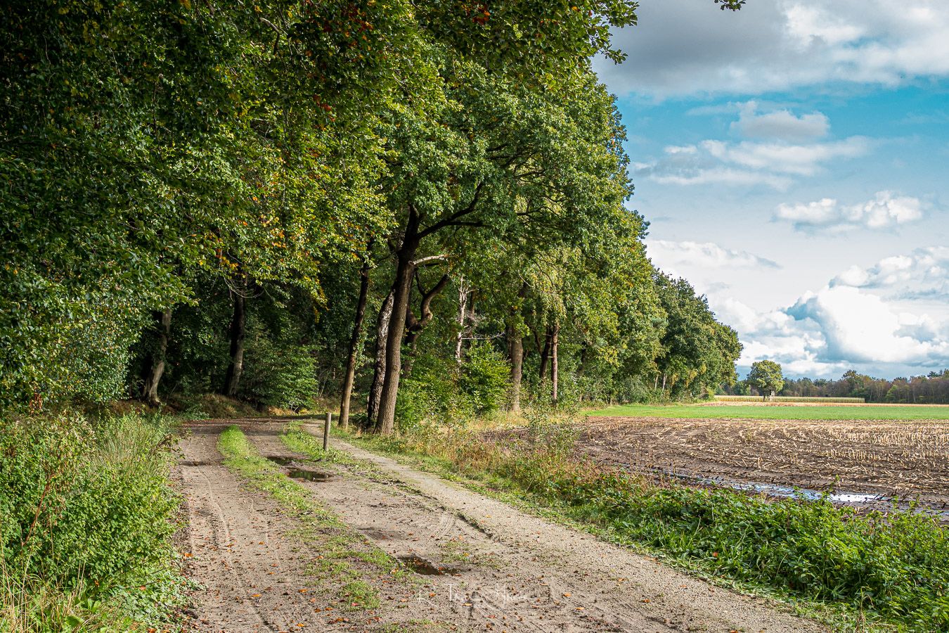 Richtung Brockzeteler Moor