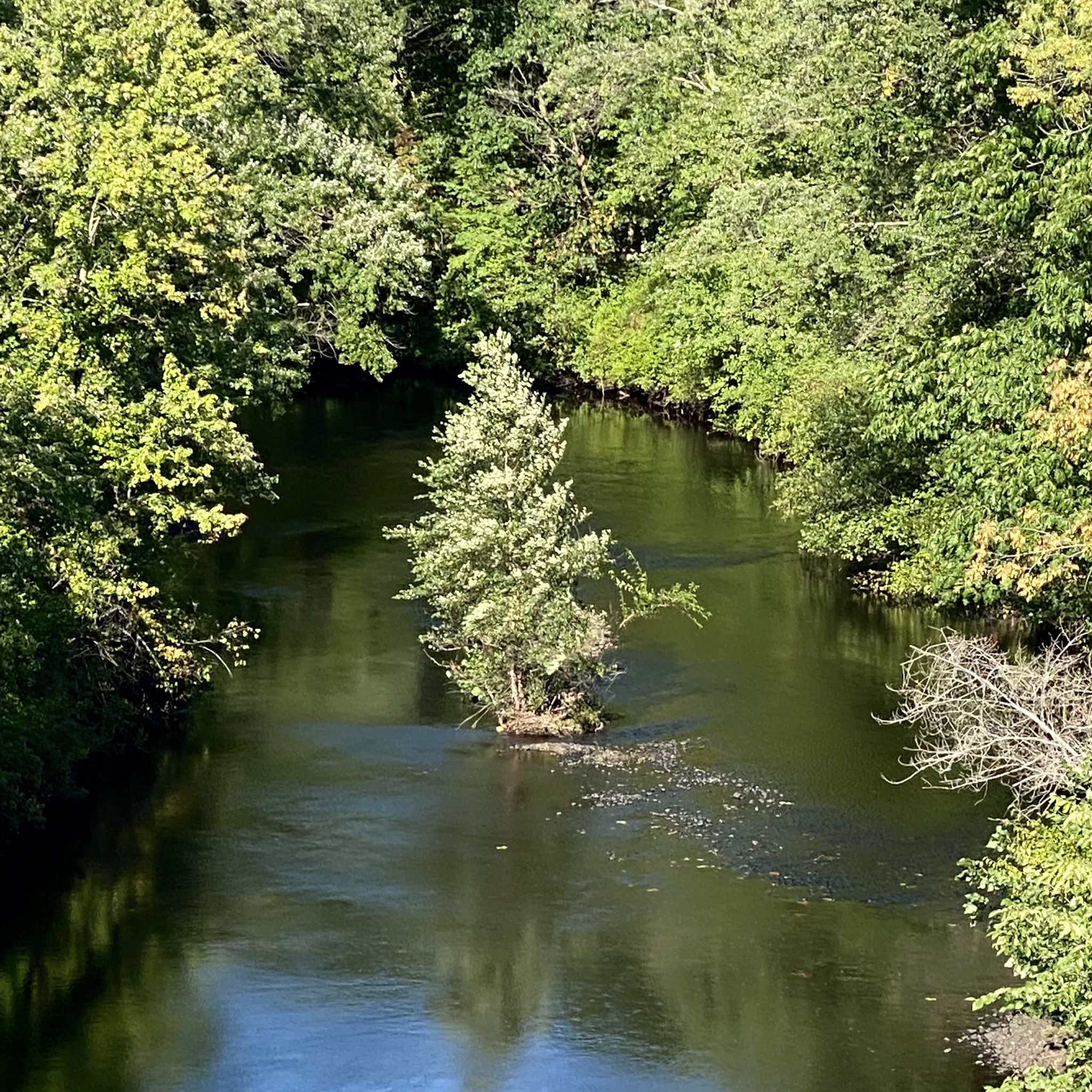 Sunny river flowing through dense green forest with a small tree island. - Washington Secondary Rail Trail