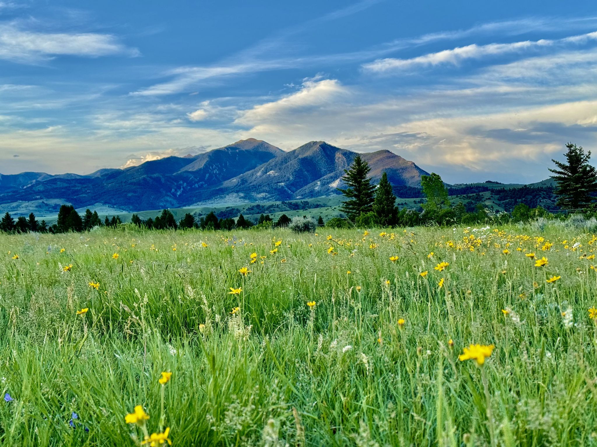 Vibrant green field with yellow wildflowers, distant mountains under a blue sky. - Highland Glen Nature Preserve – Gallagator Trailhead loop from Bozeman