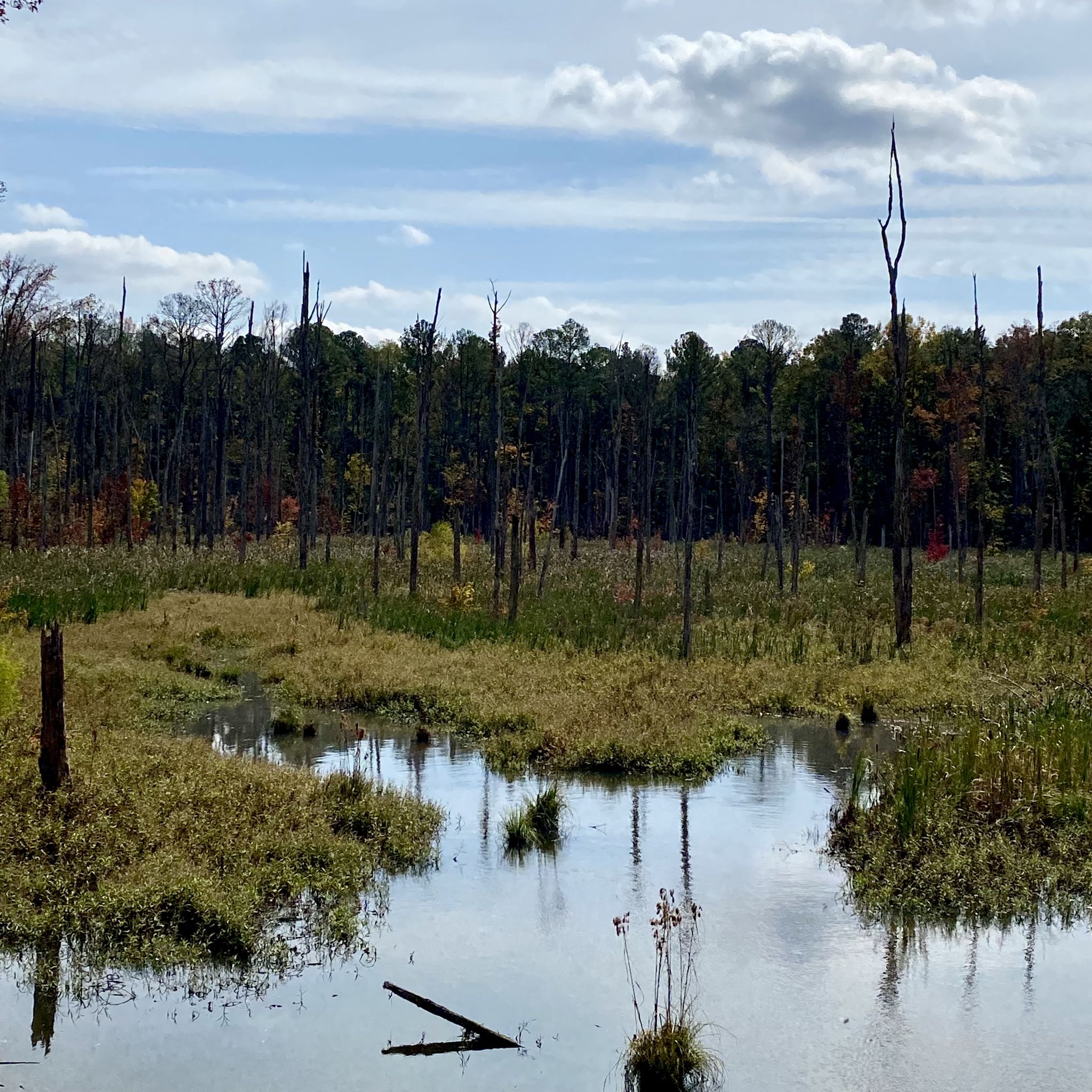 Daytime view of a wetland with bare trees, green grass, and cloudy sky. - American Tobacco Trail – American Tobacco Trail loop from Green Hope High School