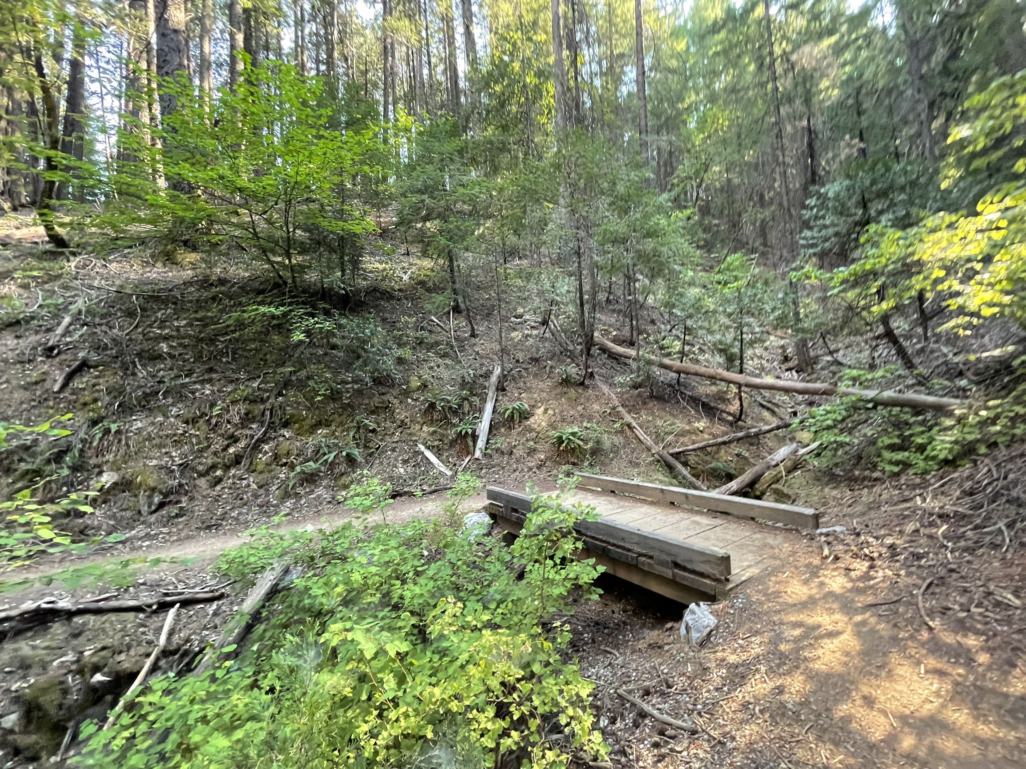 Small wooden bridge on a dirt trail in a dense, sun-dappled forest. - Root Creek Trail