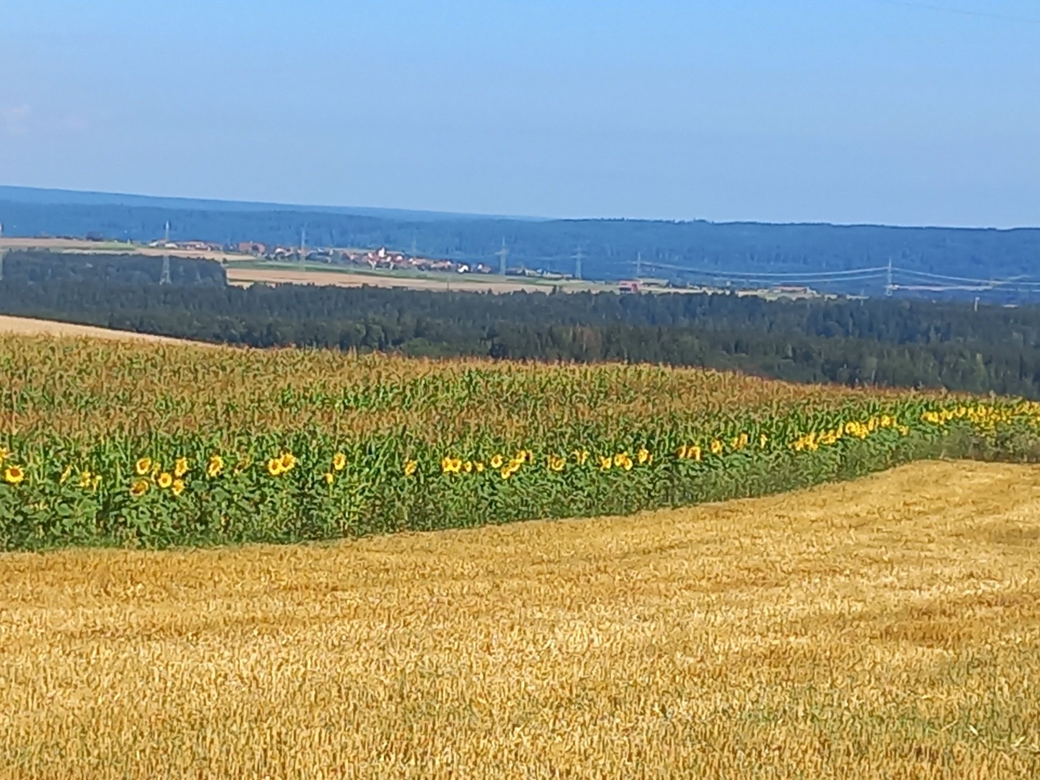 Blumen am Feldrand
