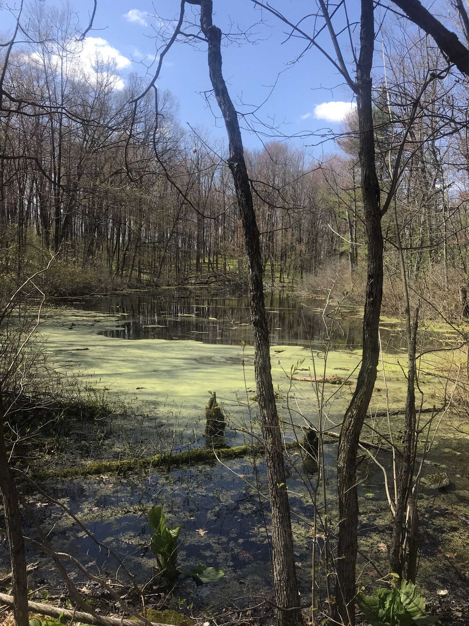 A sunlit pond covered in green algae, surrounded by bare trees. - Bald Mountain Red Loop
