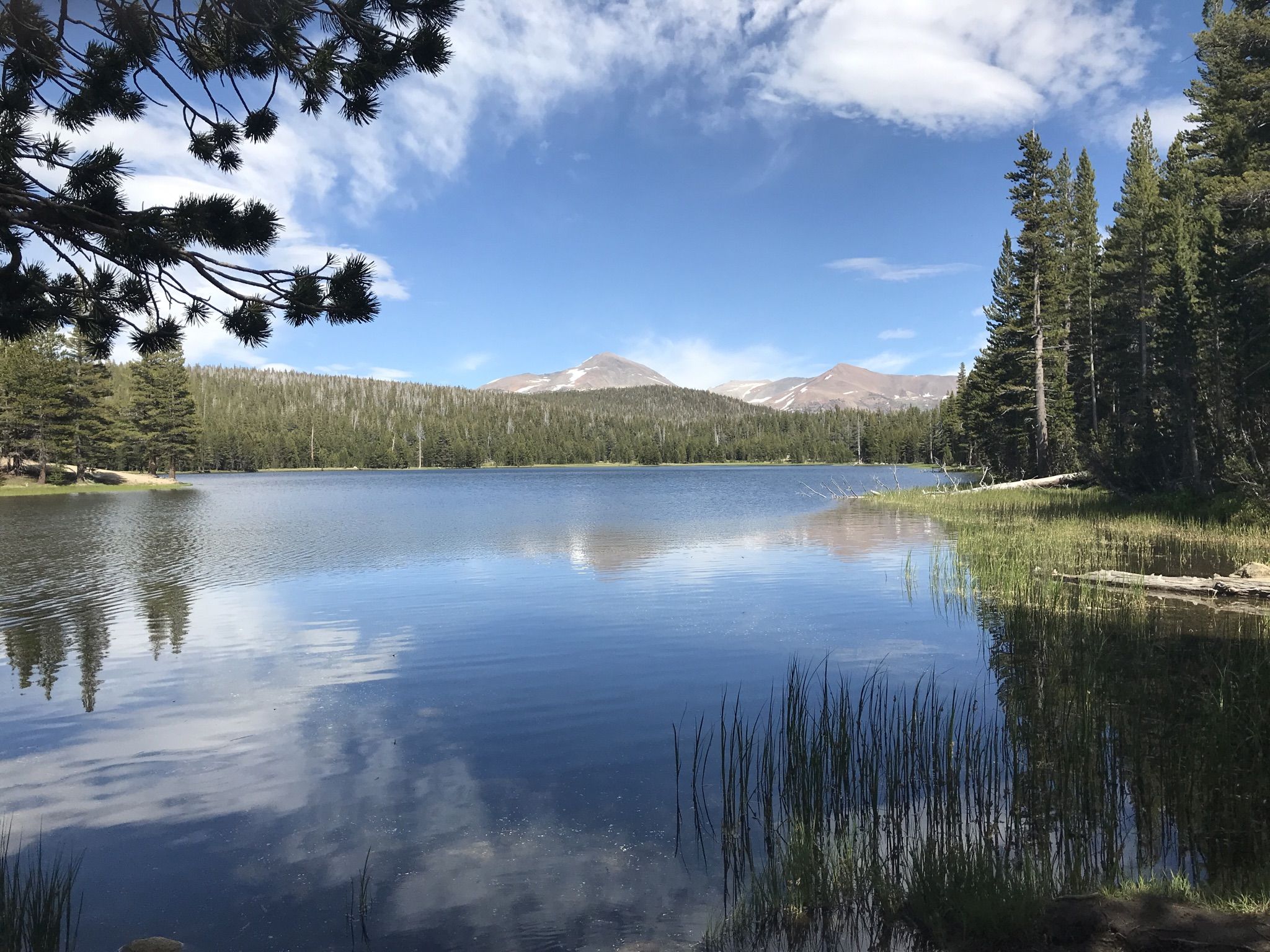 Serene lake reflecting clouds, surrounded by pine forests and distant mountains. - Dog Lake Trail