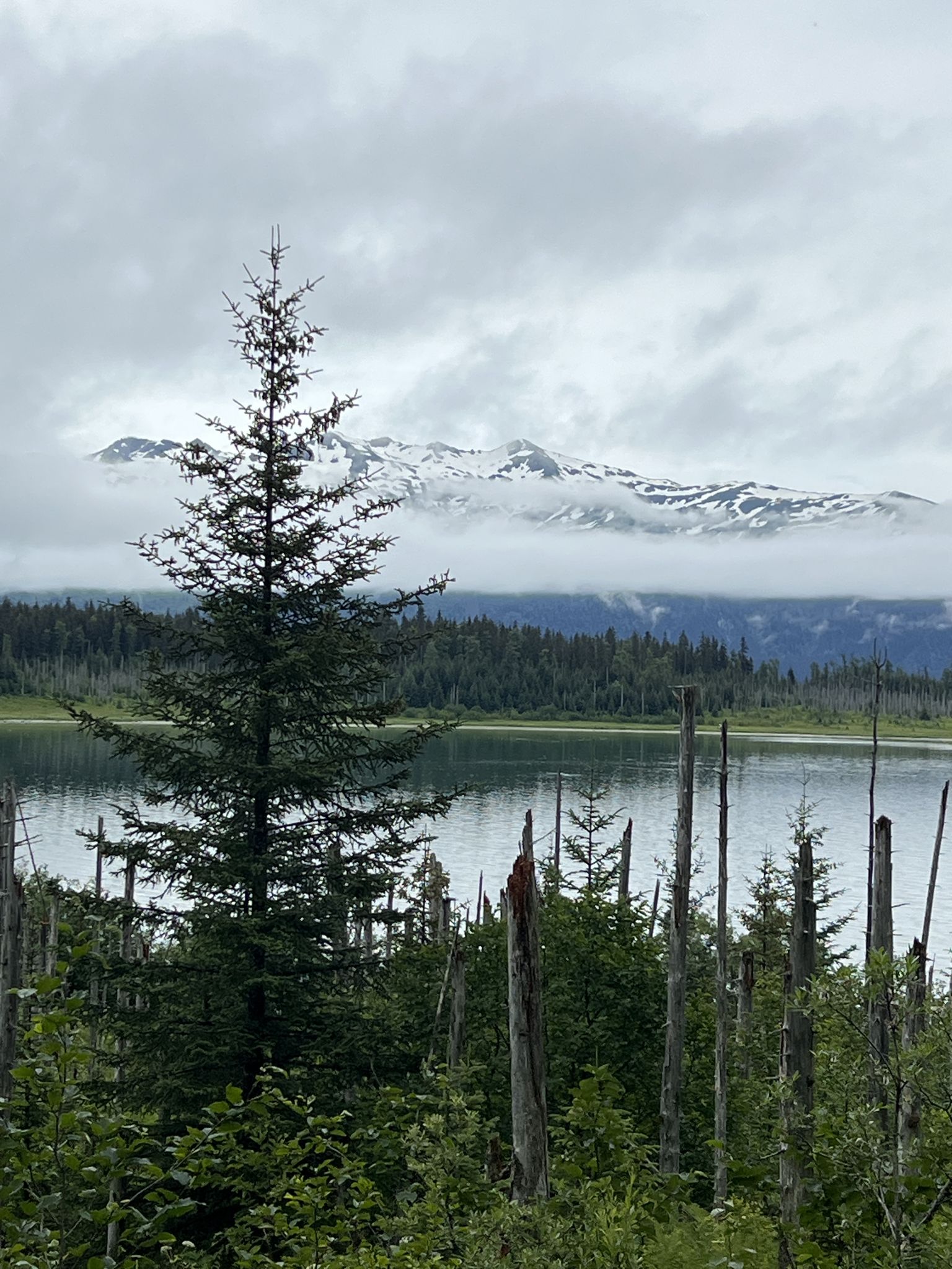Tall evergreen by a lake with dead trees and cloudy, snow-capped mountains. - Russell Fiord Trail