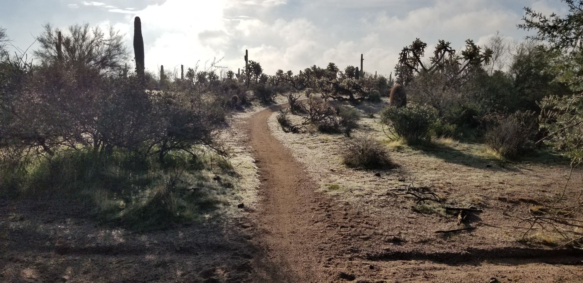 Dirt path winding through desert landscape with cacti under a bright, cloudy sky. - South Cat Peak – Moon Rock Trail loop from KVVA-FM (Apache Junction)
