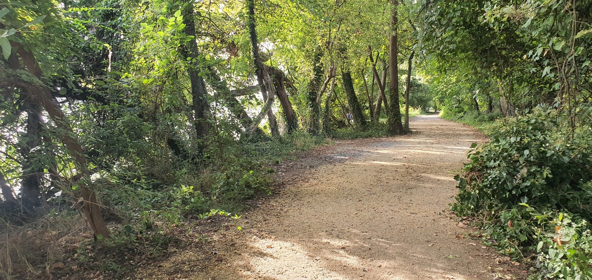 Shaded dirt path winding through dense green trees, sunny. - Alexandria City Marina – Waterfront Park loop from Braddock Road