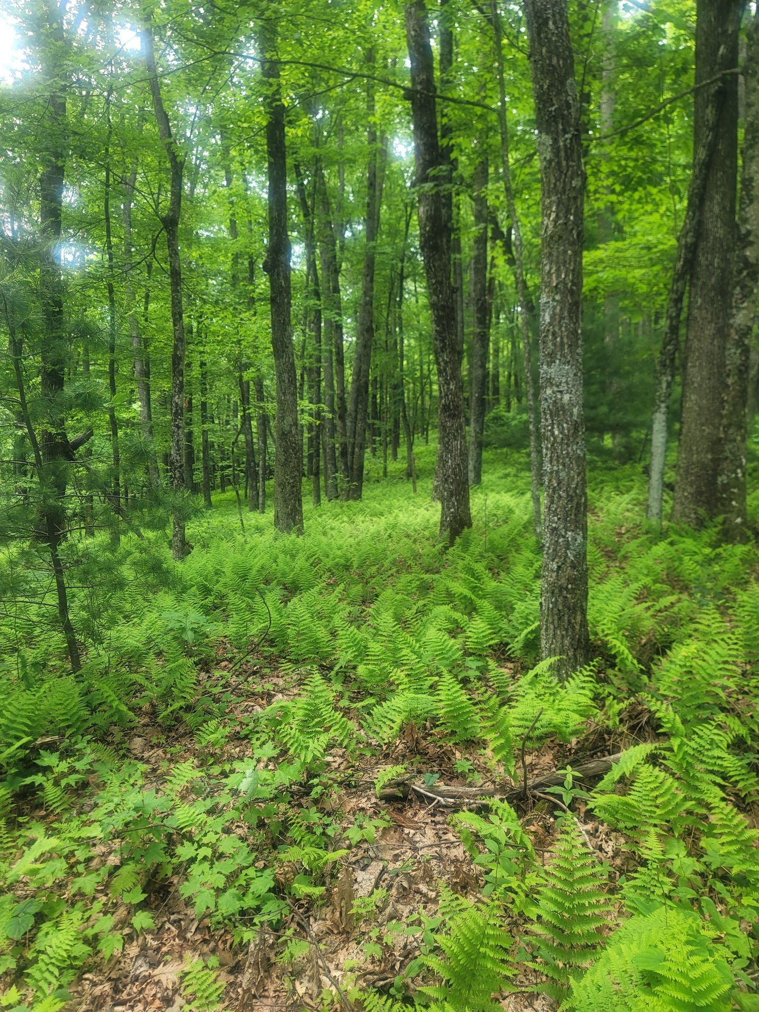 Dense forest with tall trees and a vibrant green fern-covered floor. - Mountains-to-Sea Trail: Segment 4