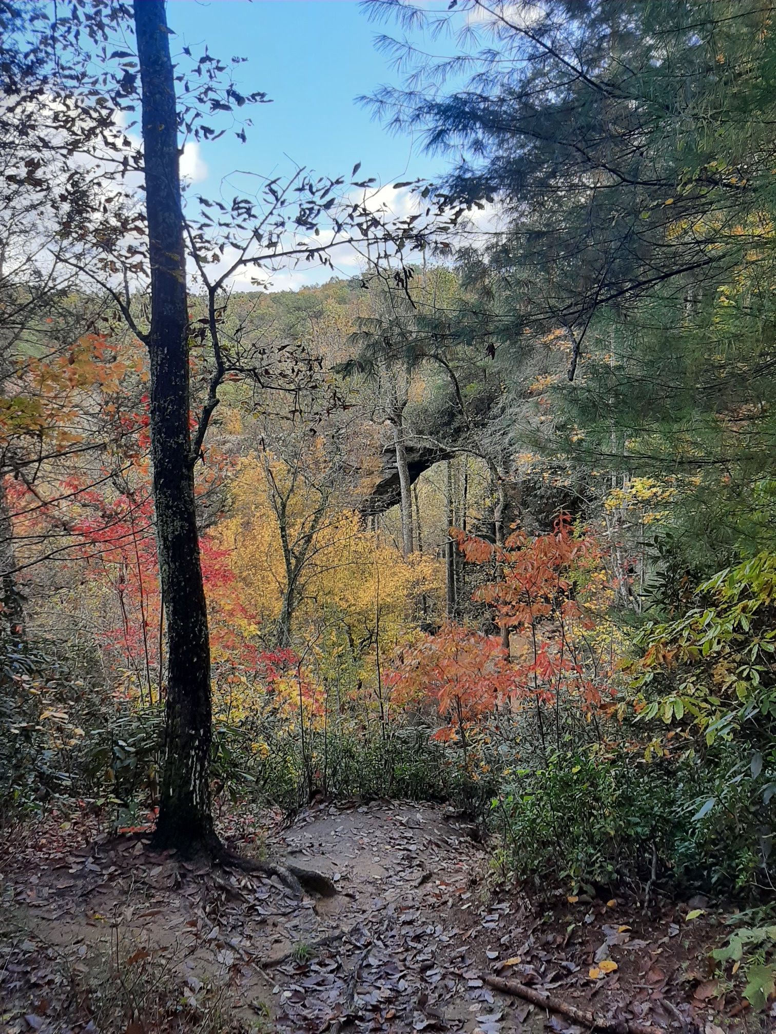 Forest path overlooking a valley with vibrant autumn trees on a bright day. - Gray's Arch Loop