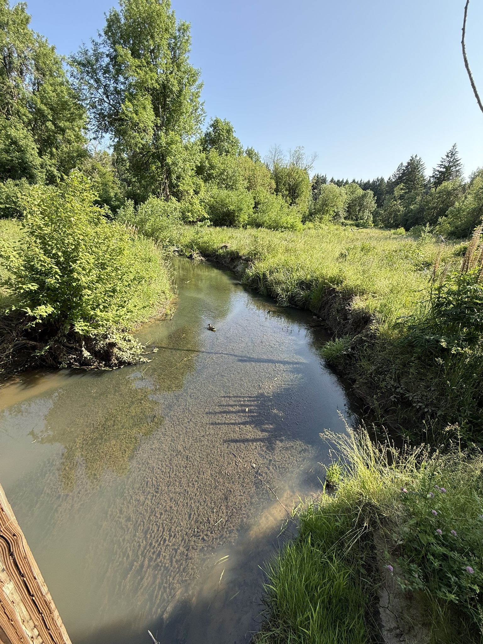 A narrow, clear stream flows through a lush green, sunny landscape. - Tualatin Hills Nature Park loop from Dwight S. Parr Woods Natural Area