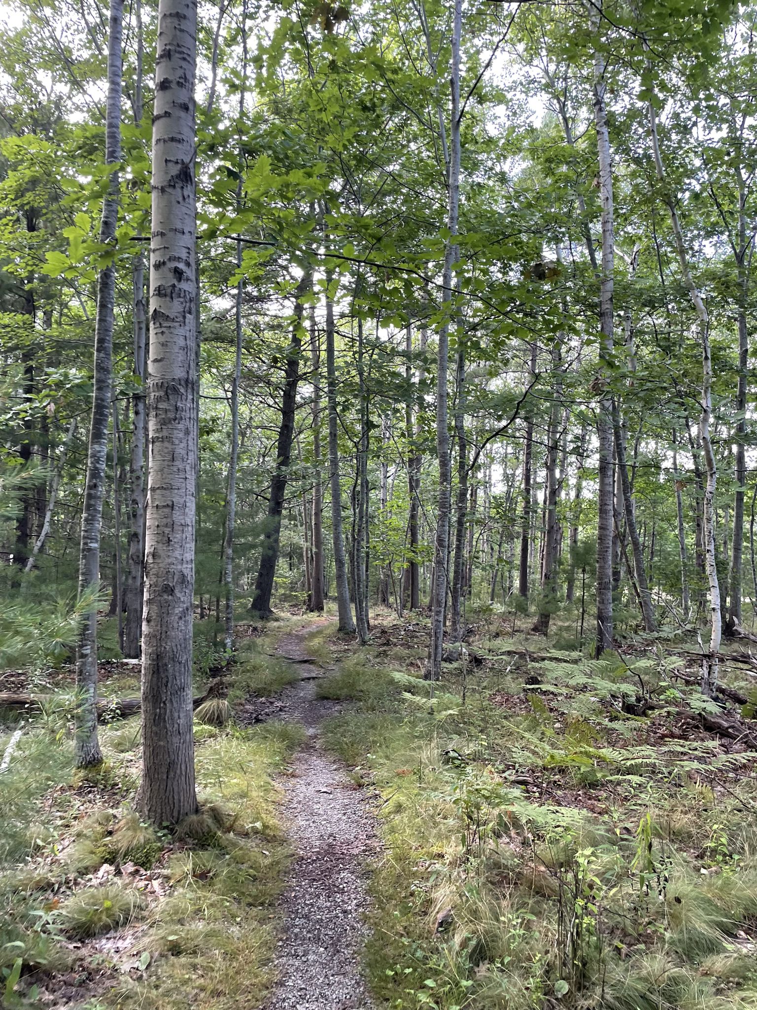 A narrow dirt path winds through a sun-dappled, green forest. - Great Meadow Loop Trail