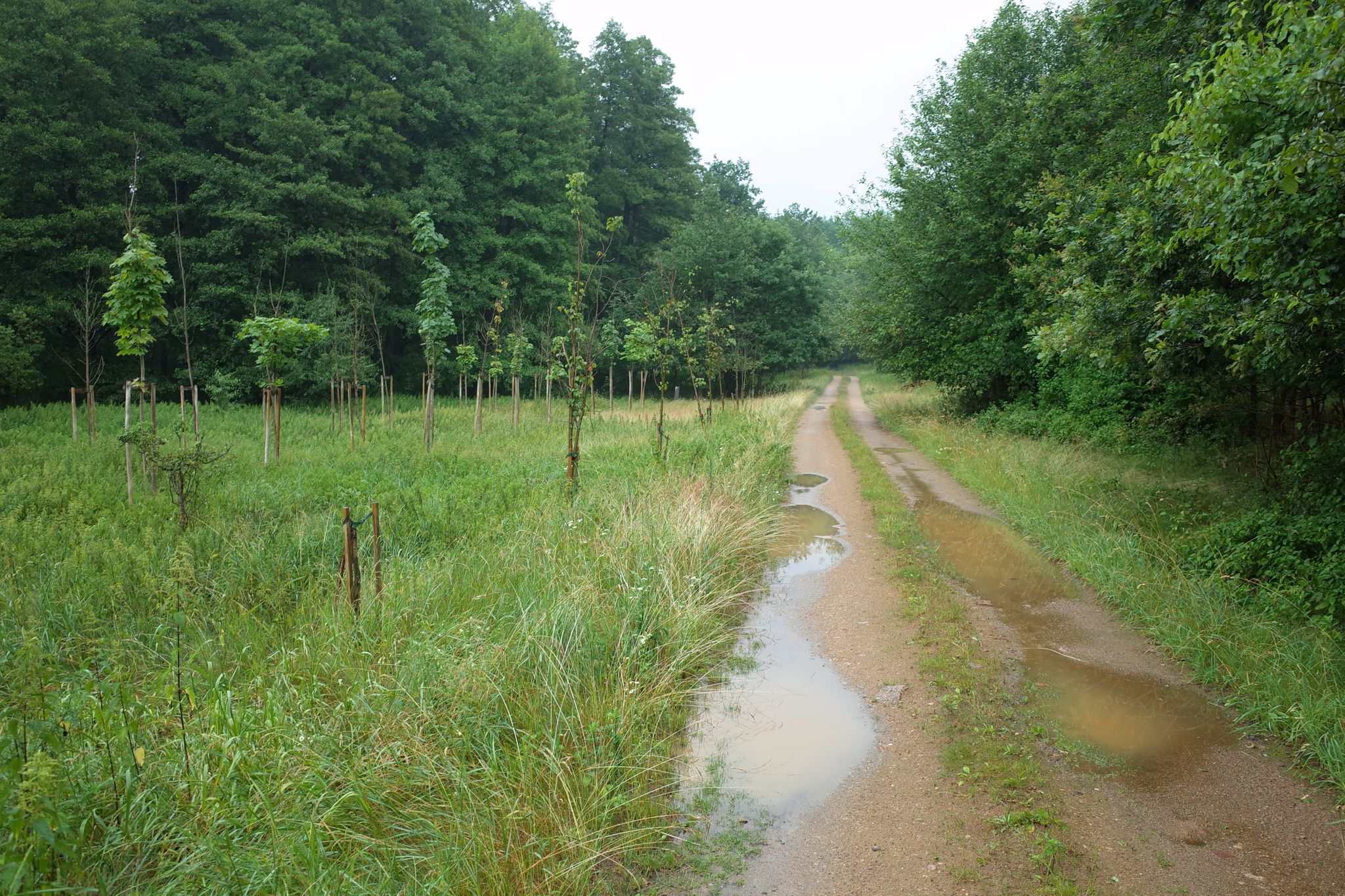 Leszno — Łubiec