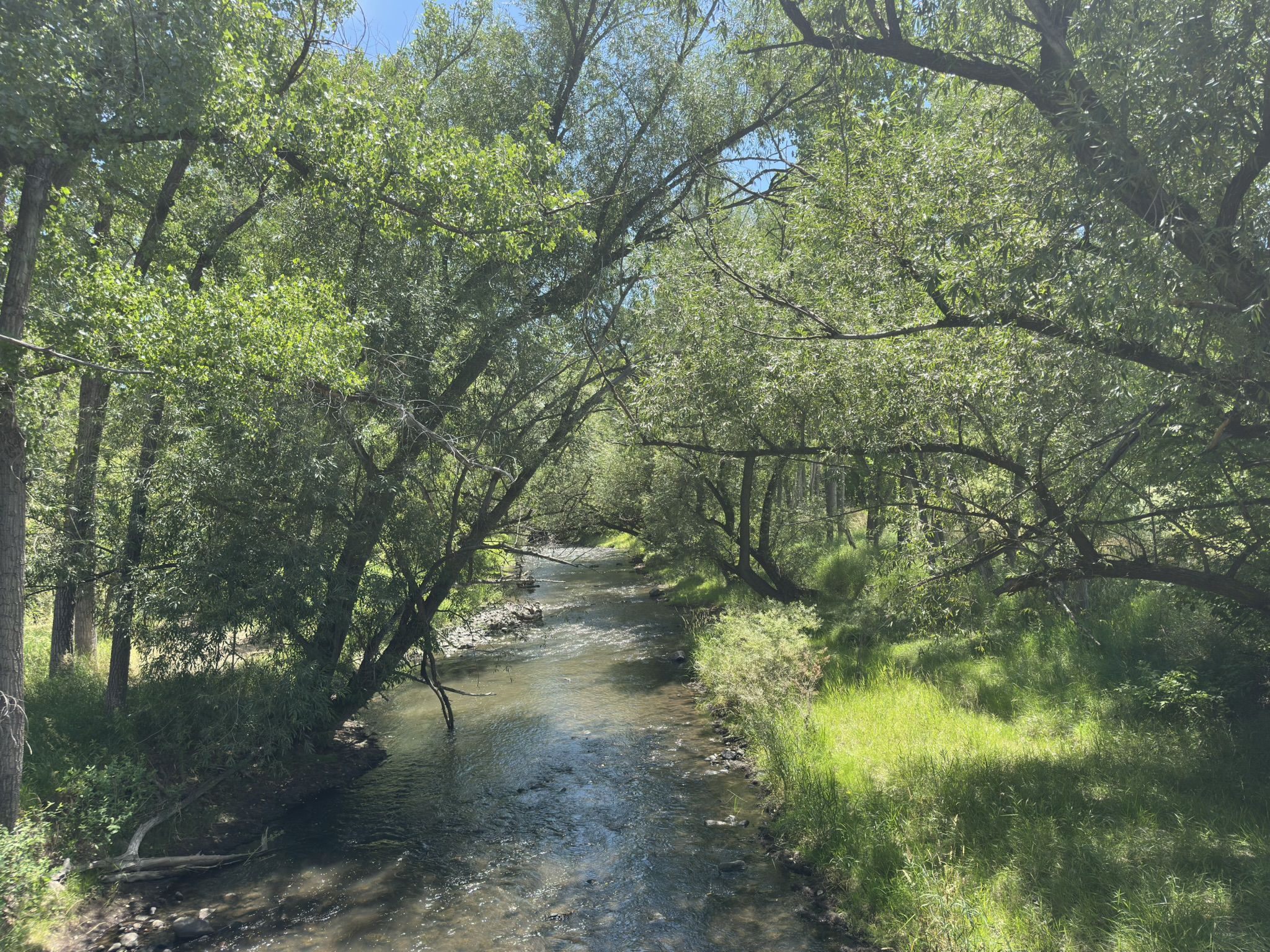 A clear stream flowing through a lush green forest on a sunny day. - Bear Creek Underpass loop from Federal Correctional Institution, Englewood