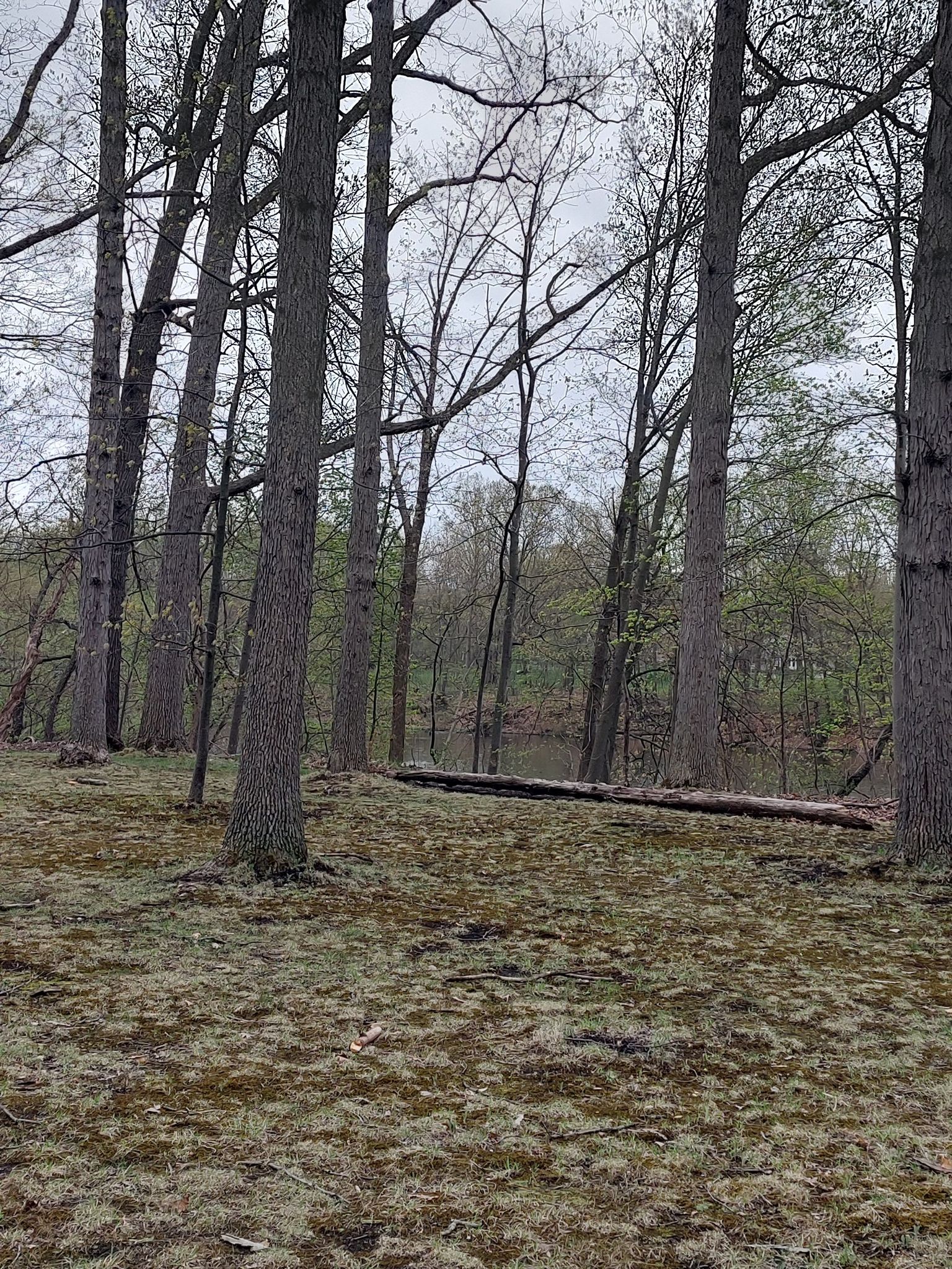 Tall, bare trees in a forest with a fallen log on mossy ground. - Euclid Creek Reservation Loop