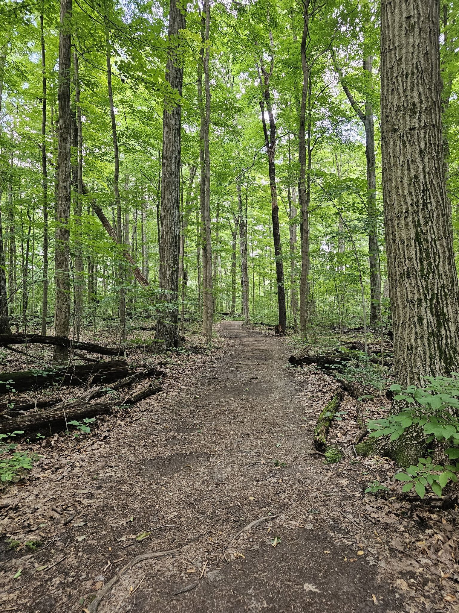 A winding dirt path leads through a dense, green forest with tall trees. - Scenic Loop Trail
