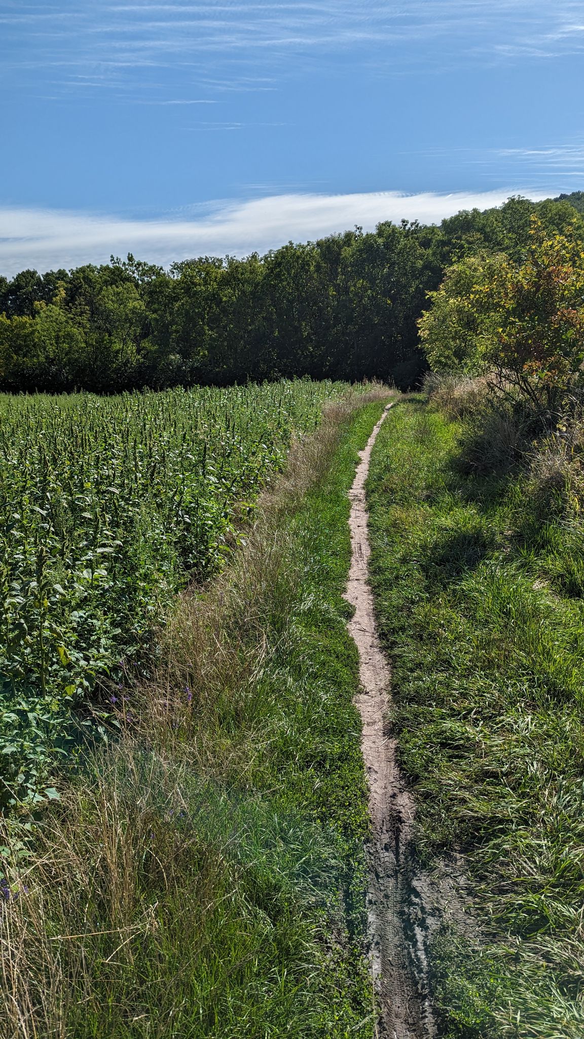 Eher ein Trampelpfad als ein Fahrradweg.