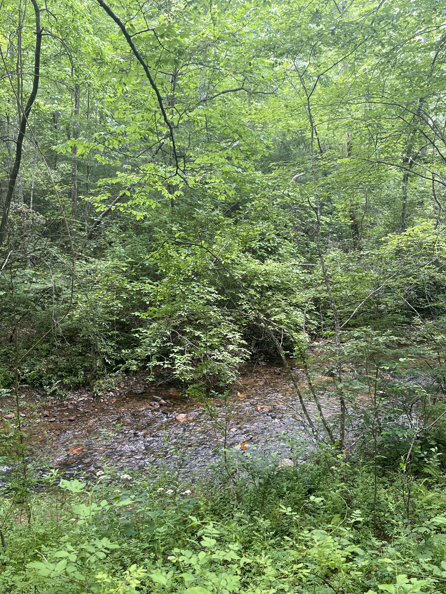 A shallow, rocky stream flows through a dense, lush green forest. - Lake Powhatan – Carrier Park loop from Hominy Creek River Park