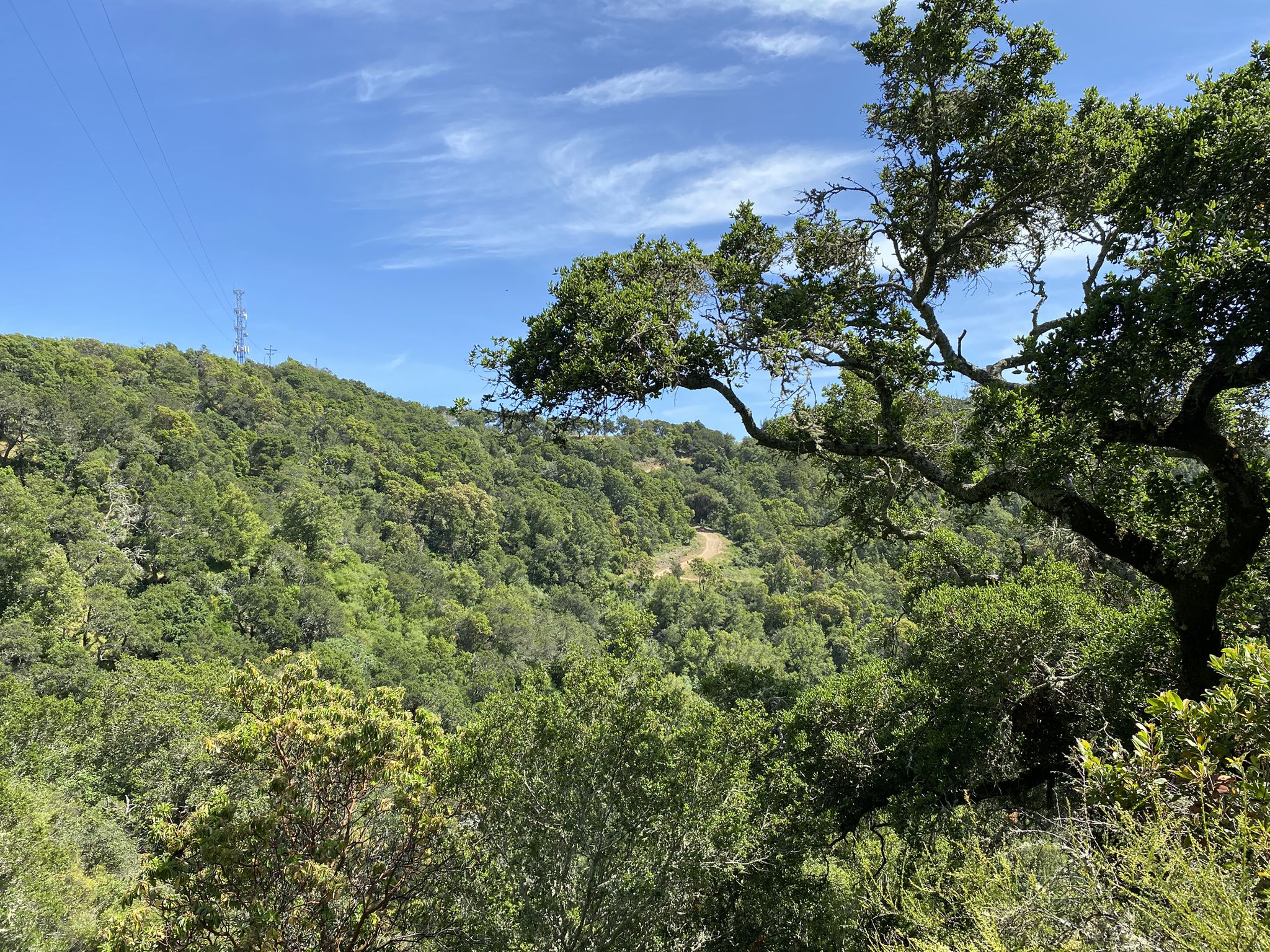 Sunny view of a dense green forested hillside with a power line tower. - Nike Missile Site via Scettrini Fire Road, JT Howell & Canary Trail loop