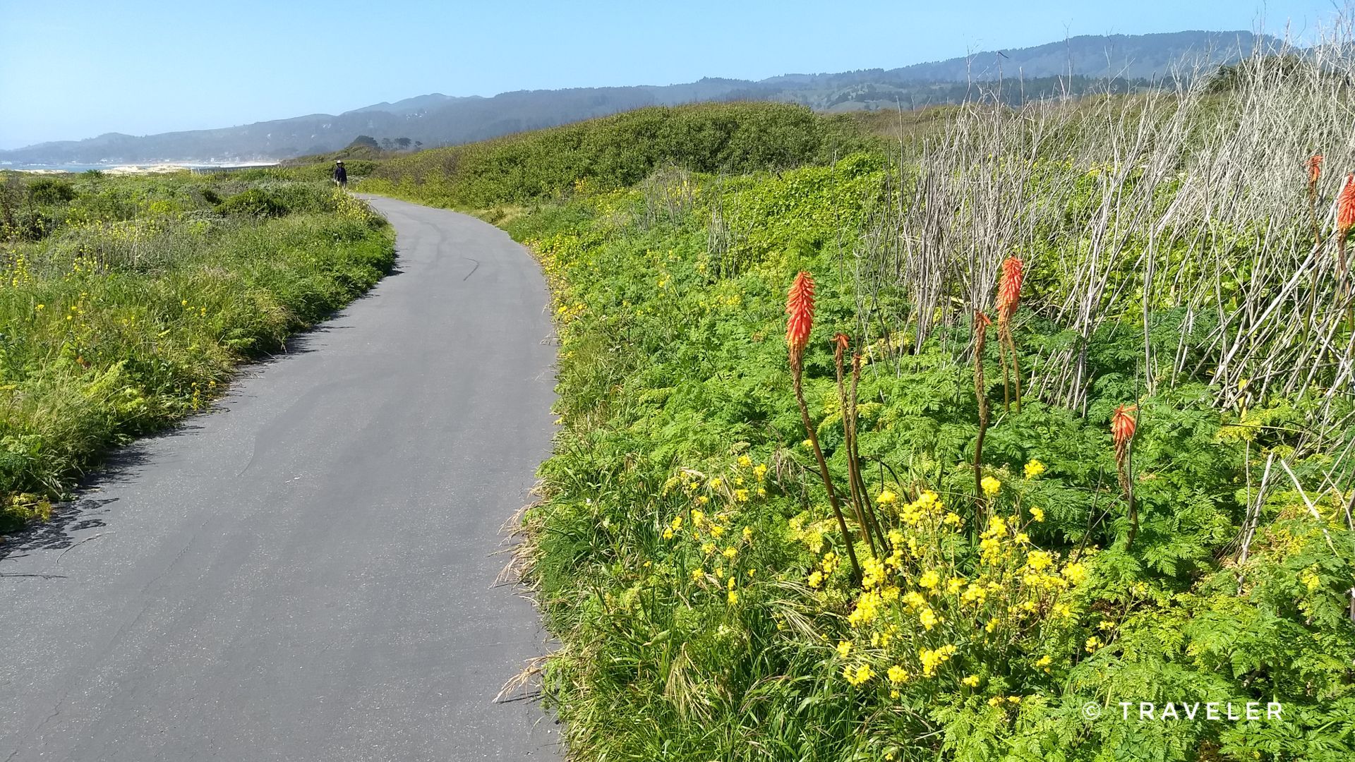 Paved path winding through green bushes with red and yellow flowers. - Wavecrest Open Space Preserve – Francis Beach (Half Moon Bay) loop from Half Moon Bay State Beach