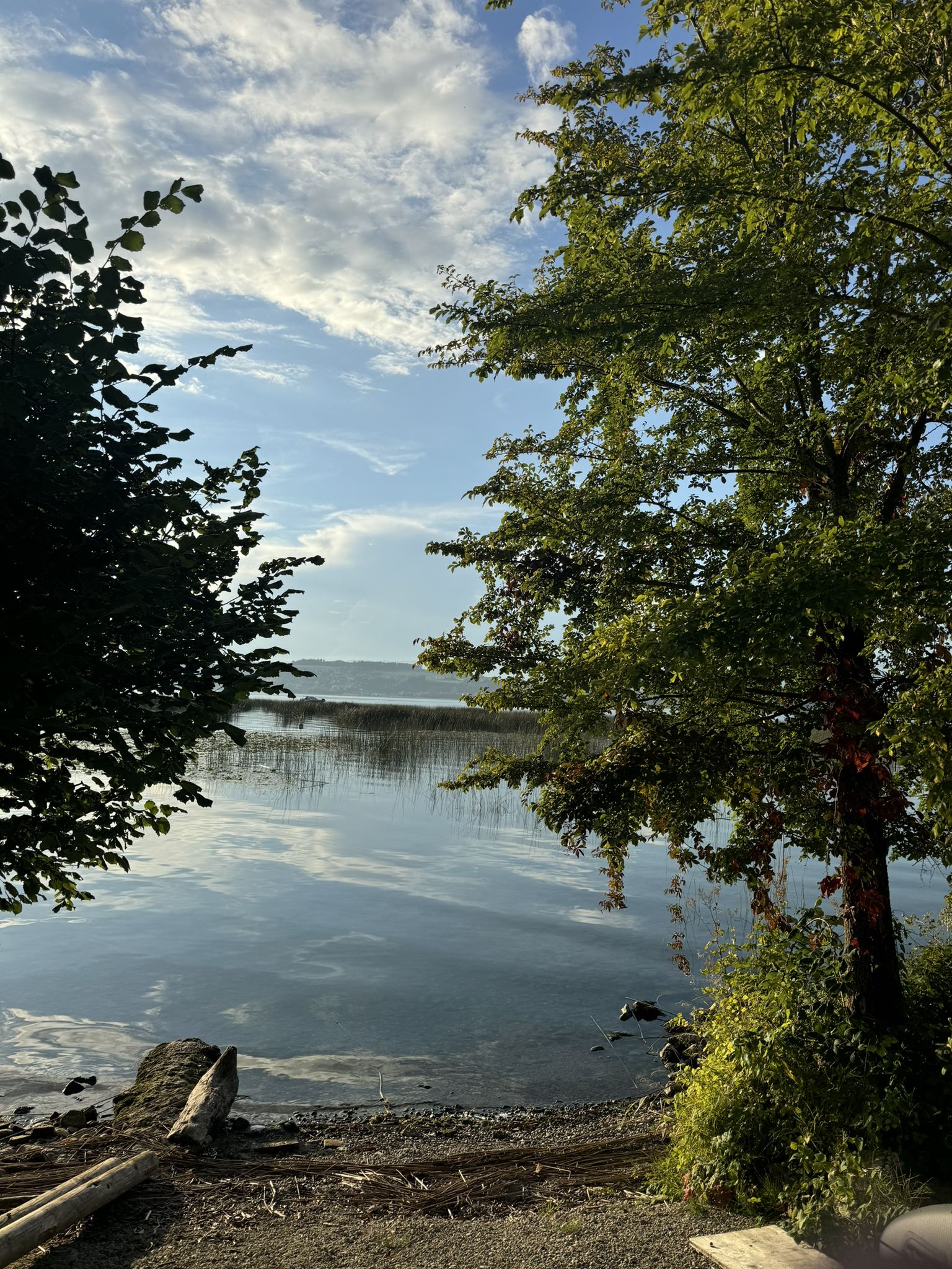 zurück am Murtensee