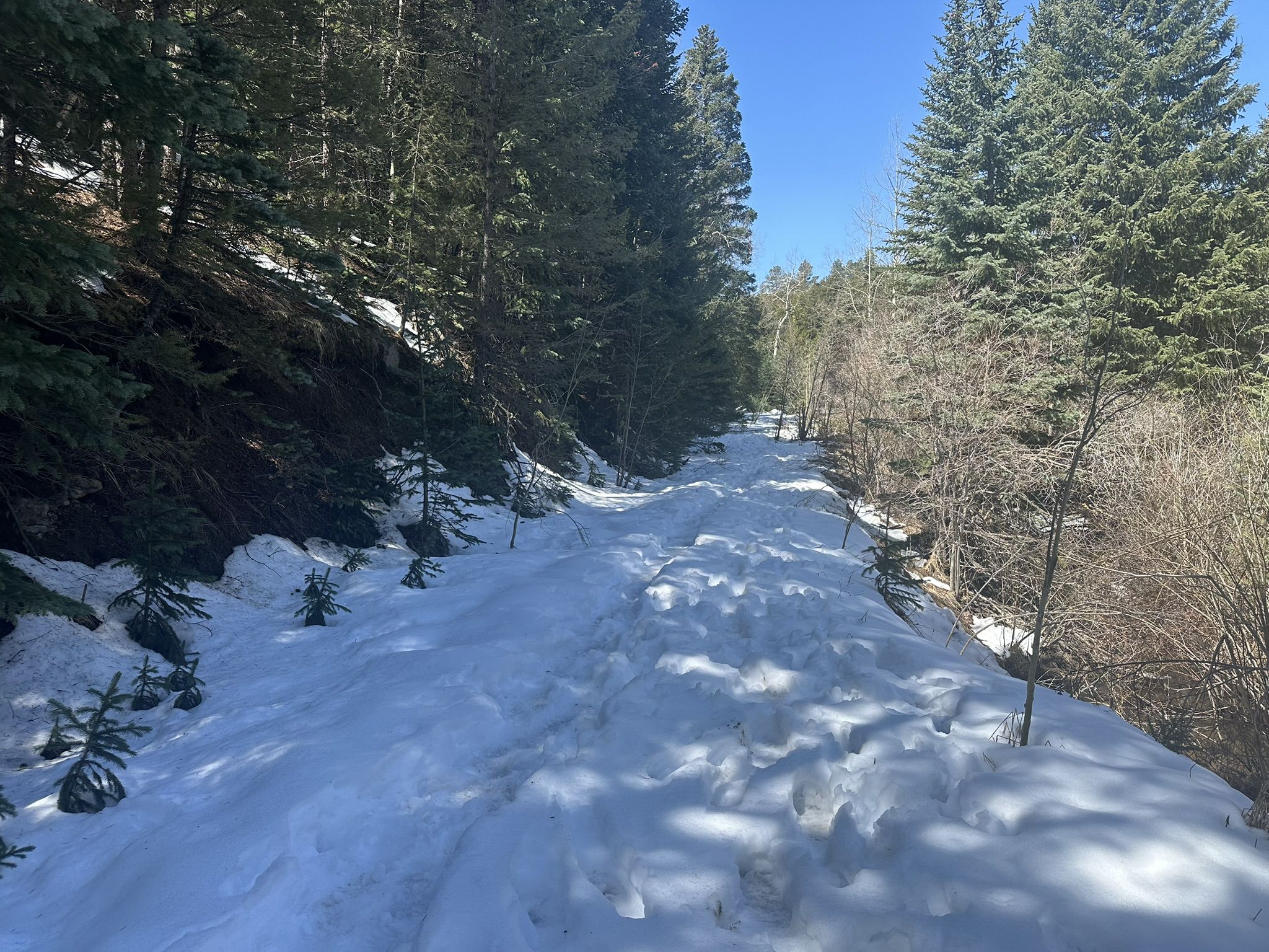 A snow-covered path winding through dense pine trees and bare deciduous trees. - Hicks Mountain Overlook Trail