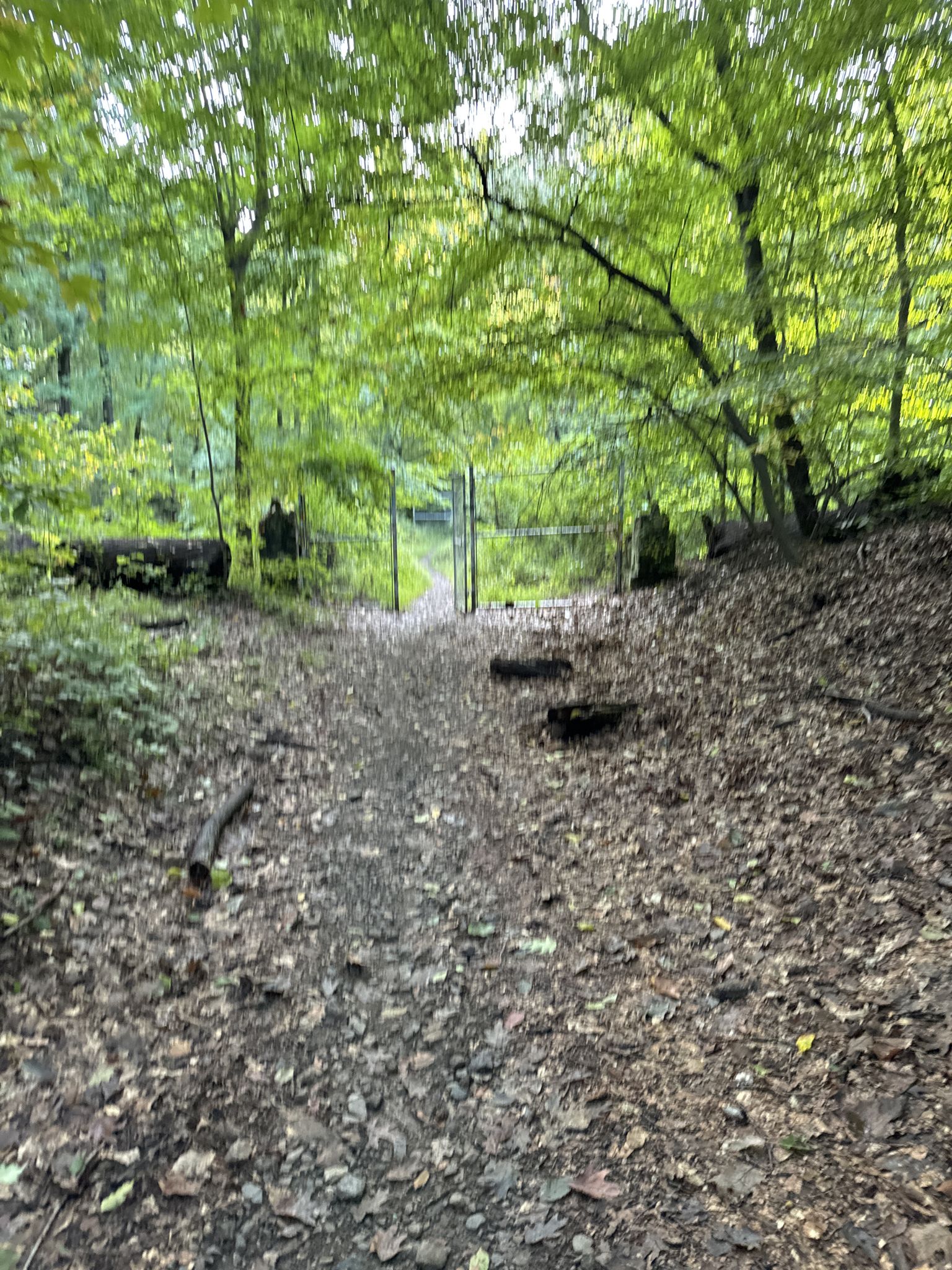 A leaf-covered dirt path leads through a dense forest towards a distant gate. - Pennypack Creek Trail