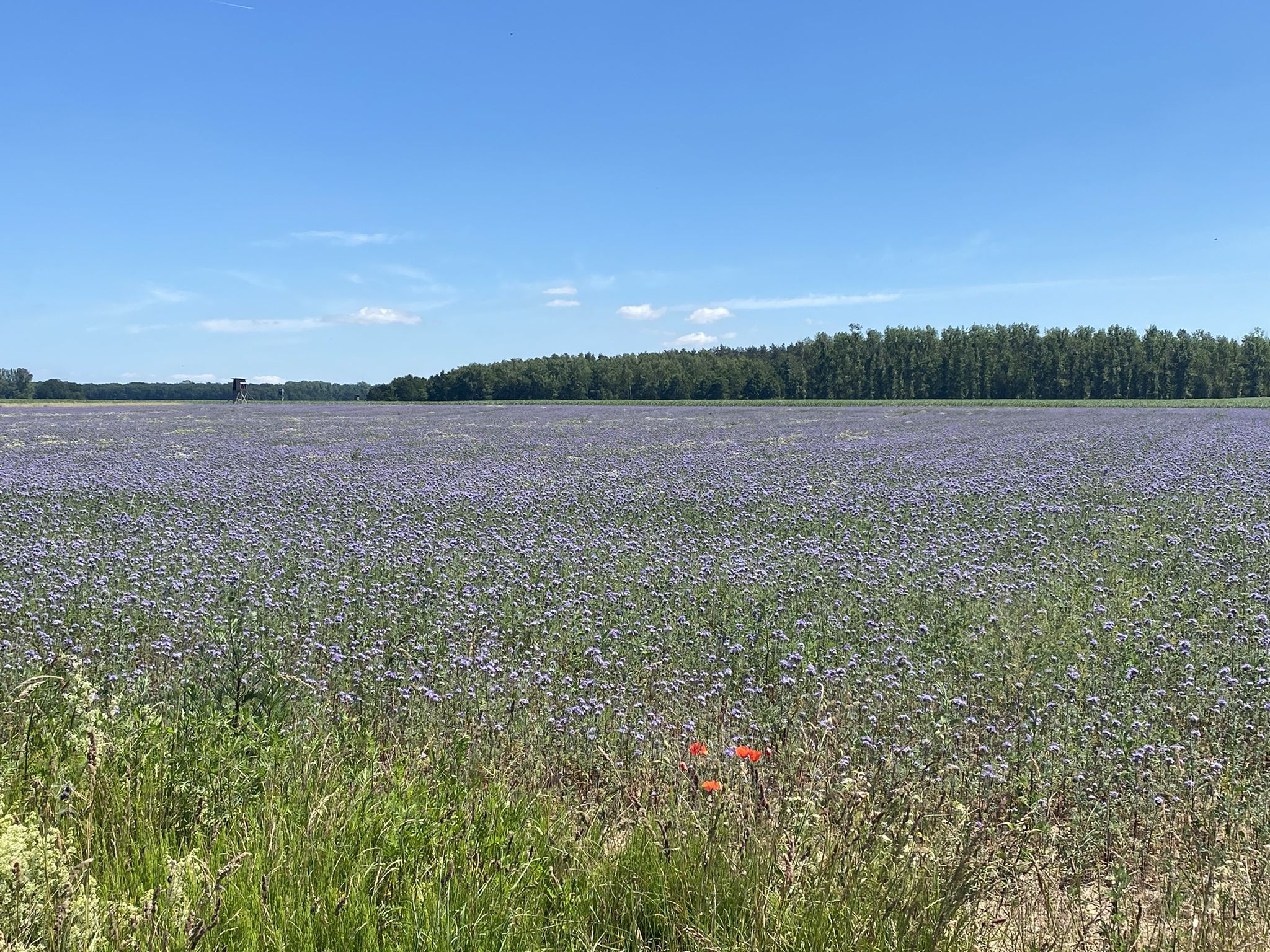 ein Feld mit Büschelschön - wird dann untergepflügt