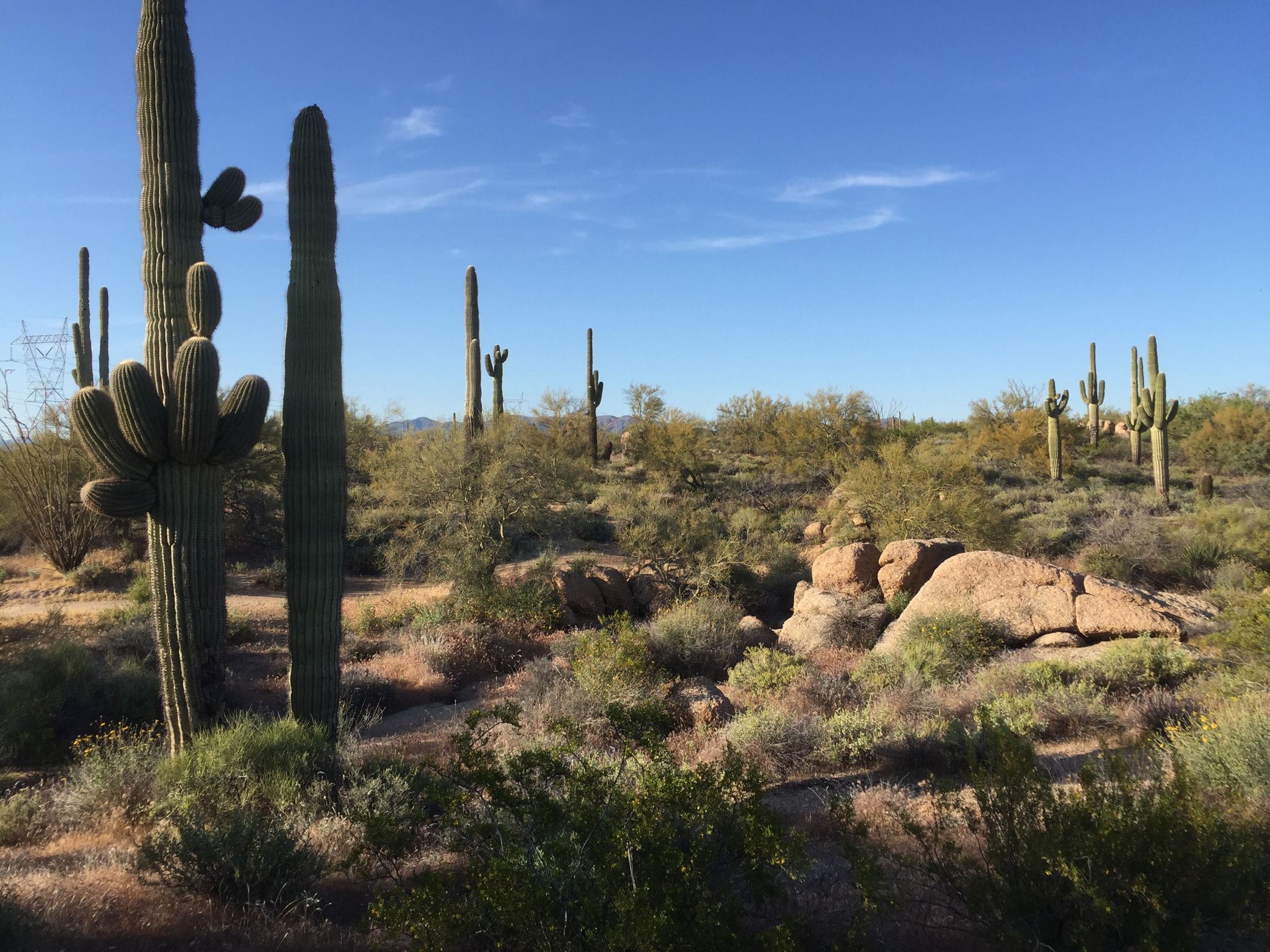 Desert landscape with saguaro cacti, shrubs, and rocks under a clear blue sky. - Pima Dynamite Trailhead Loop