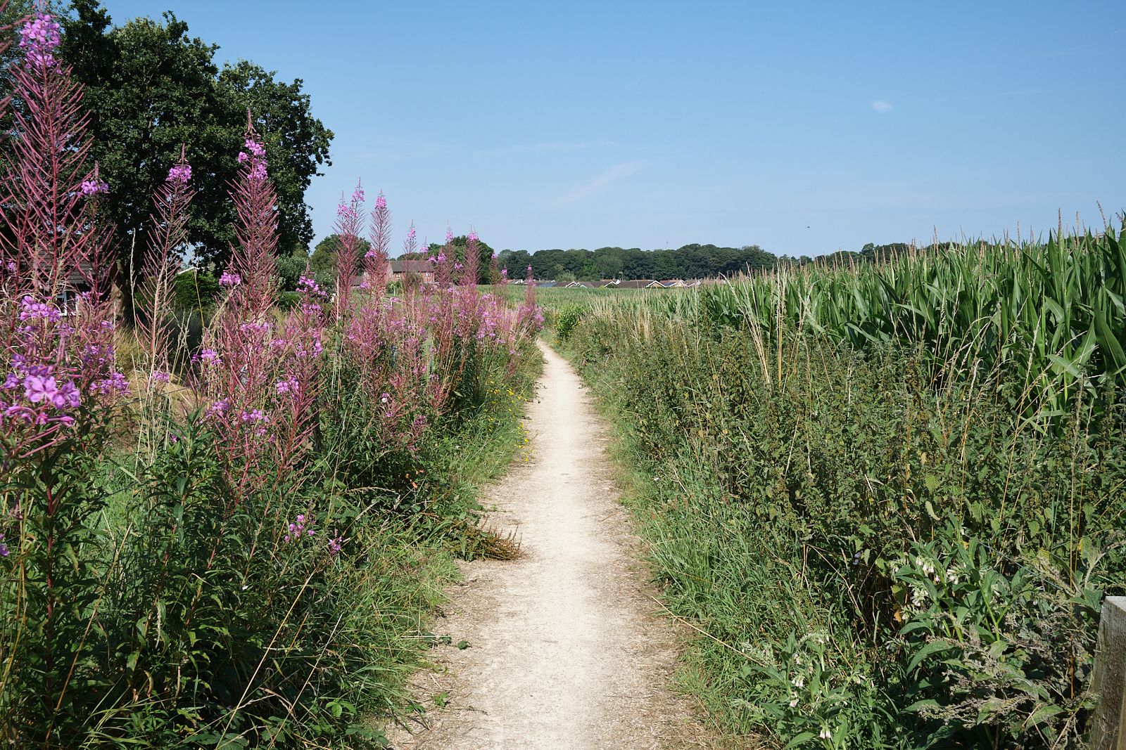 Bure Valley Path