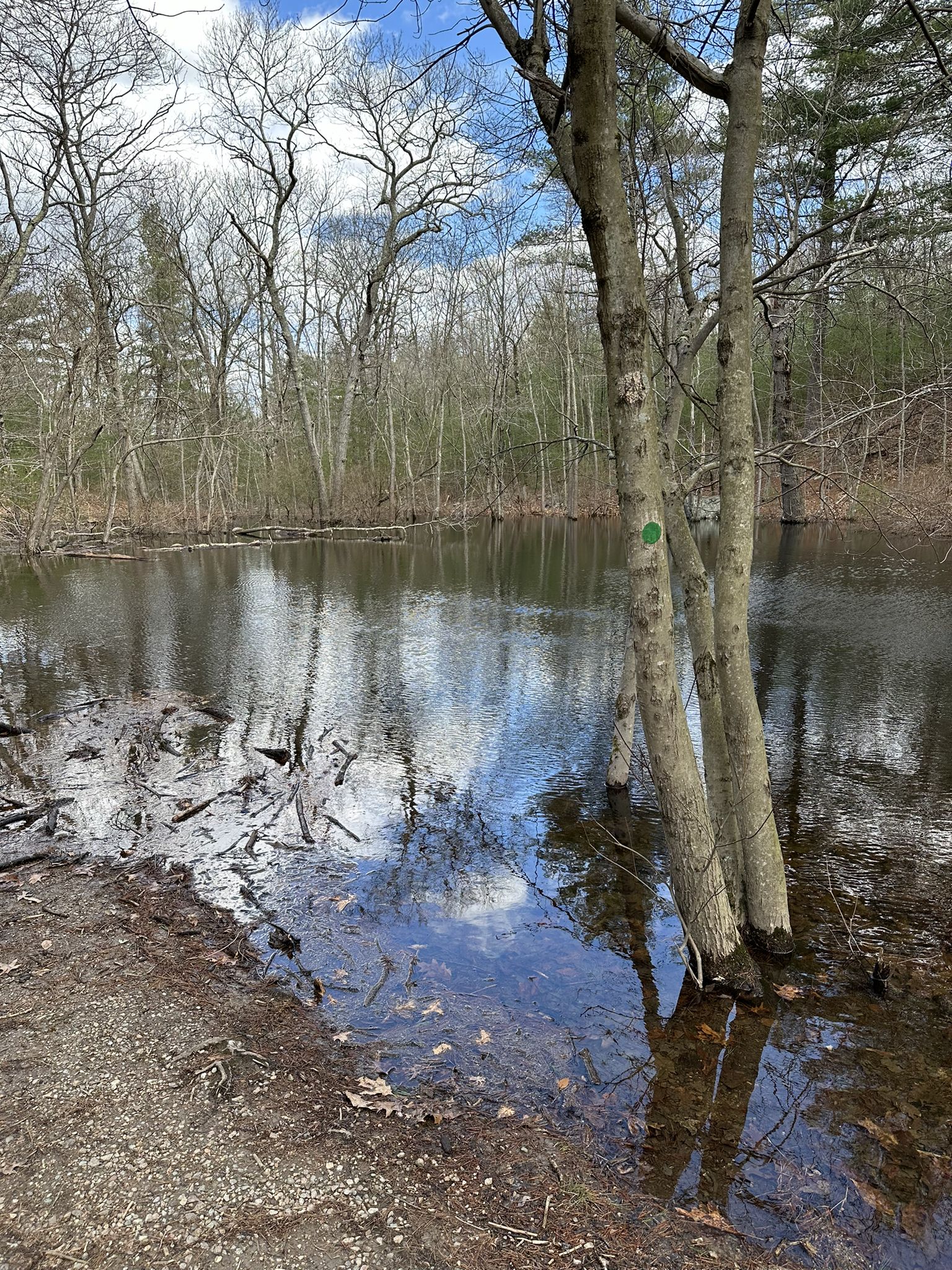 Sunny view of a pond with bare trees and reflections, a green marker on a tree. - Breeze Hill – Houghton's Pond loop from Houghton's Pond