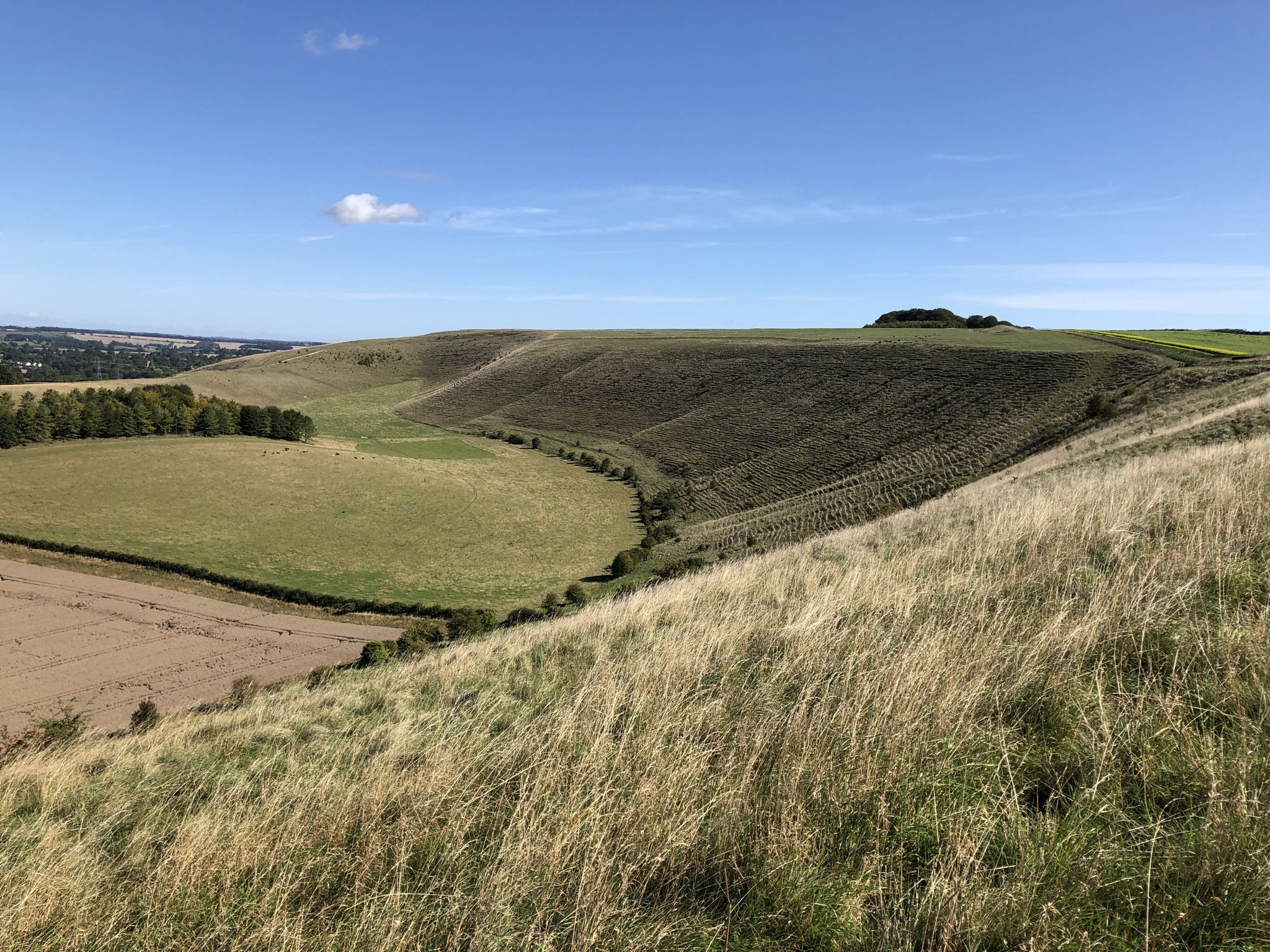 Fyfield Down