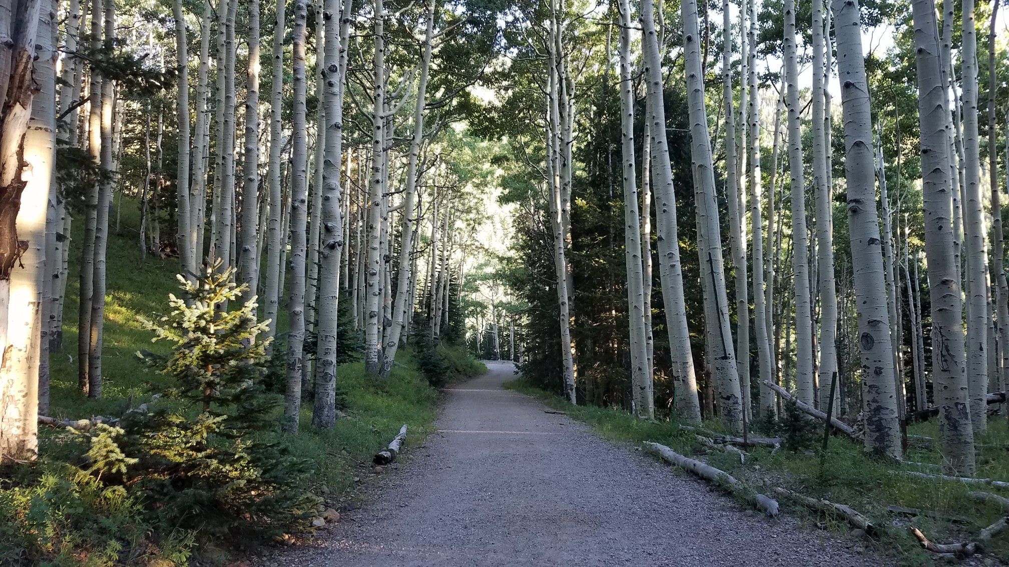 A wide dirt path winding through a dense, sunlit aspen forest. - Lockett Meadow – Trail Junction loop from Lost Tank