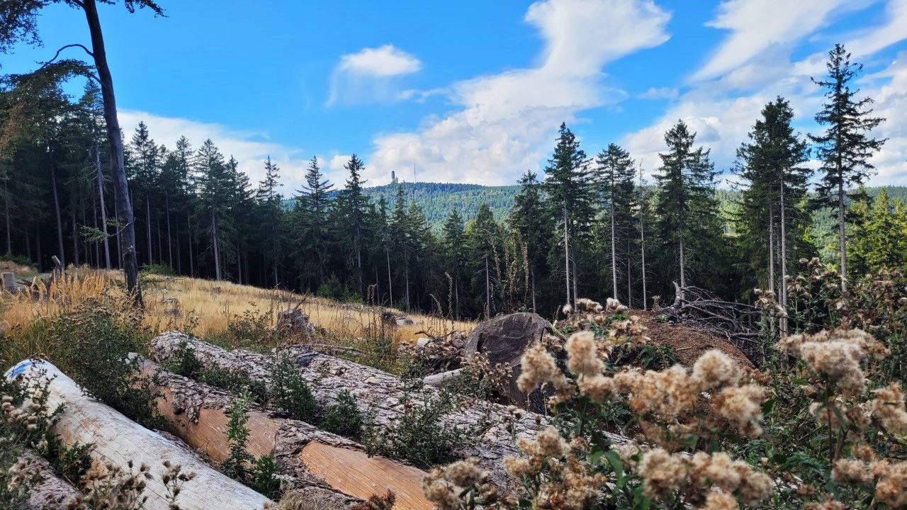 Und wieder erscheint der Feldberg!