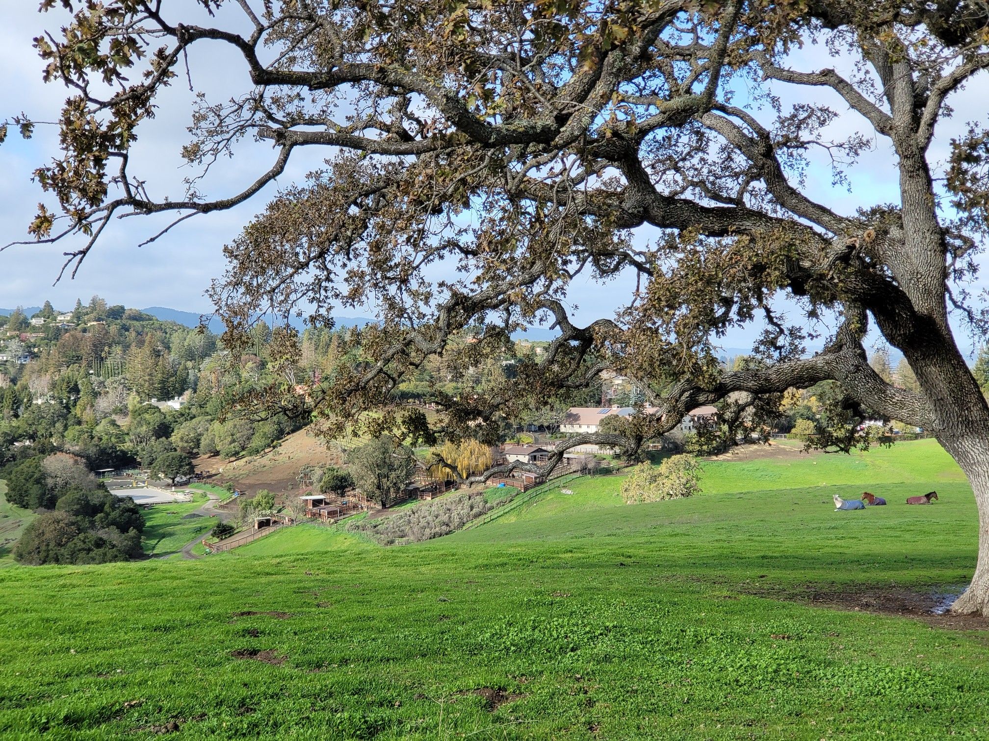 Large tree frames a green hillside and distant valley under a bright sky. - Artemas Ginzton and Byrne Preserve Trail