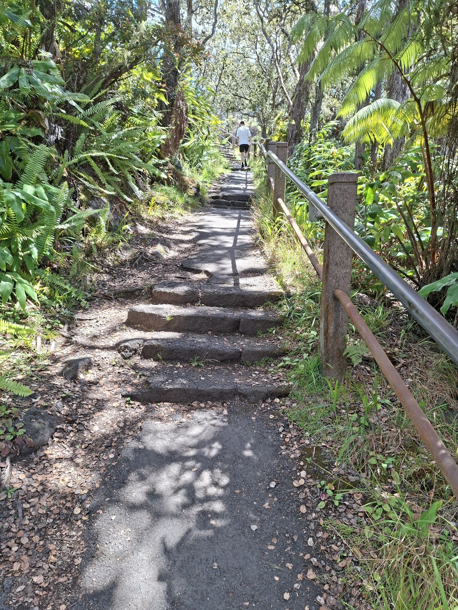A person walks up a forest path with steps and a metal railing. - Crater Rim Trail