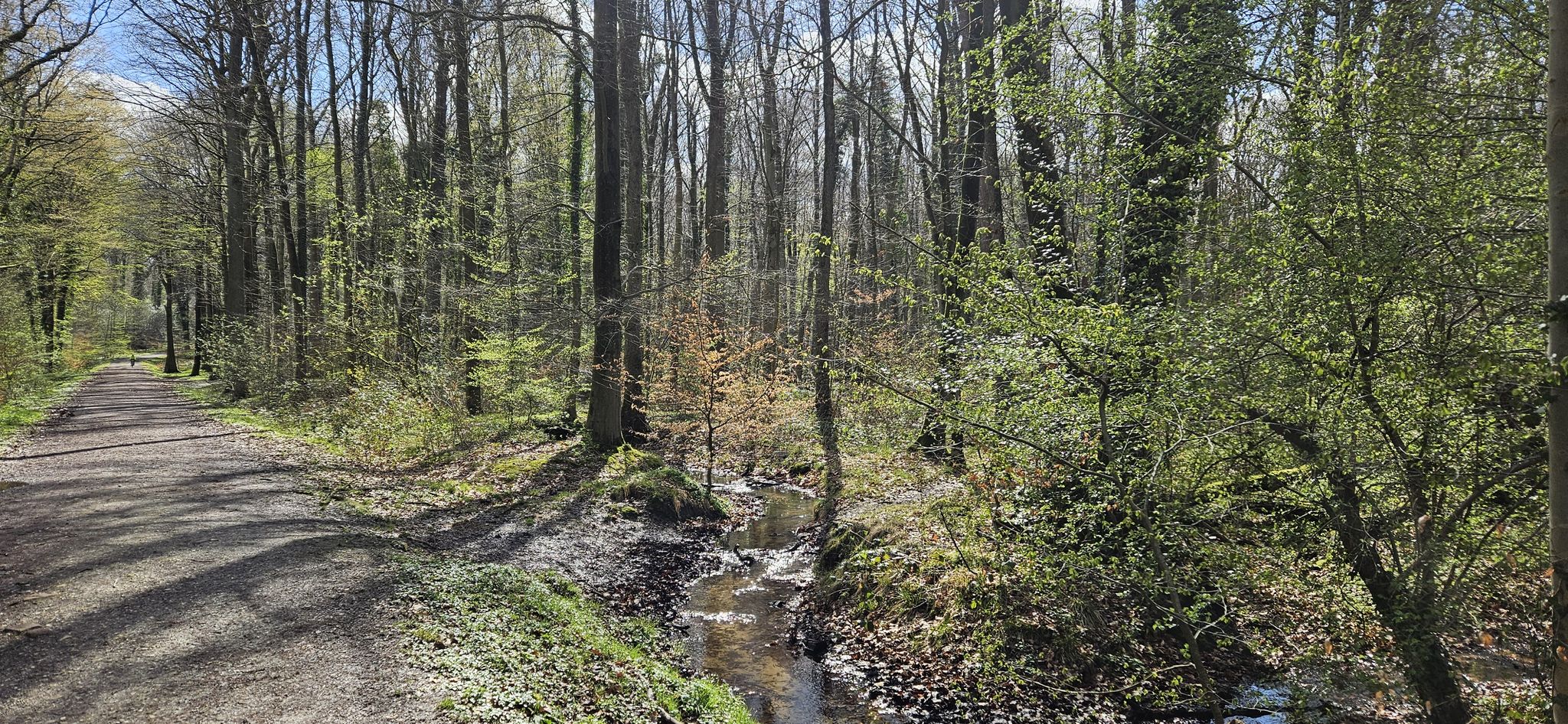 Köllnischer Wald